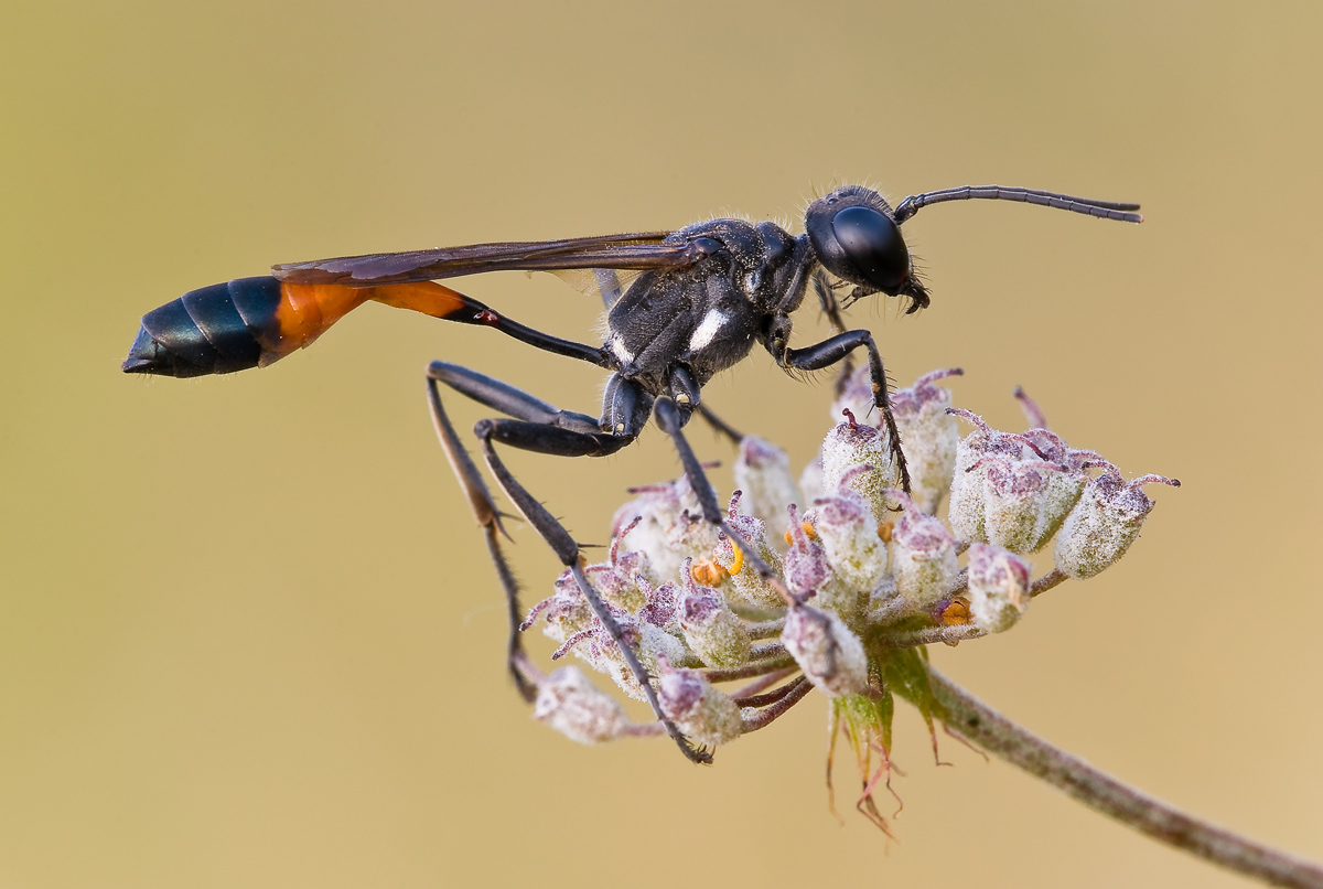 The Monster (ammophila procera)