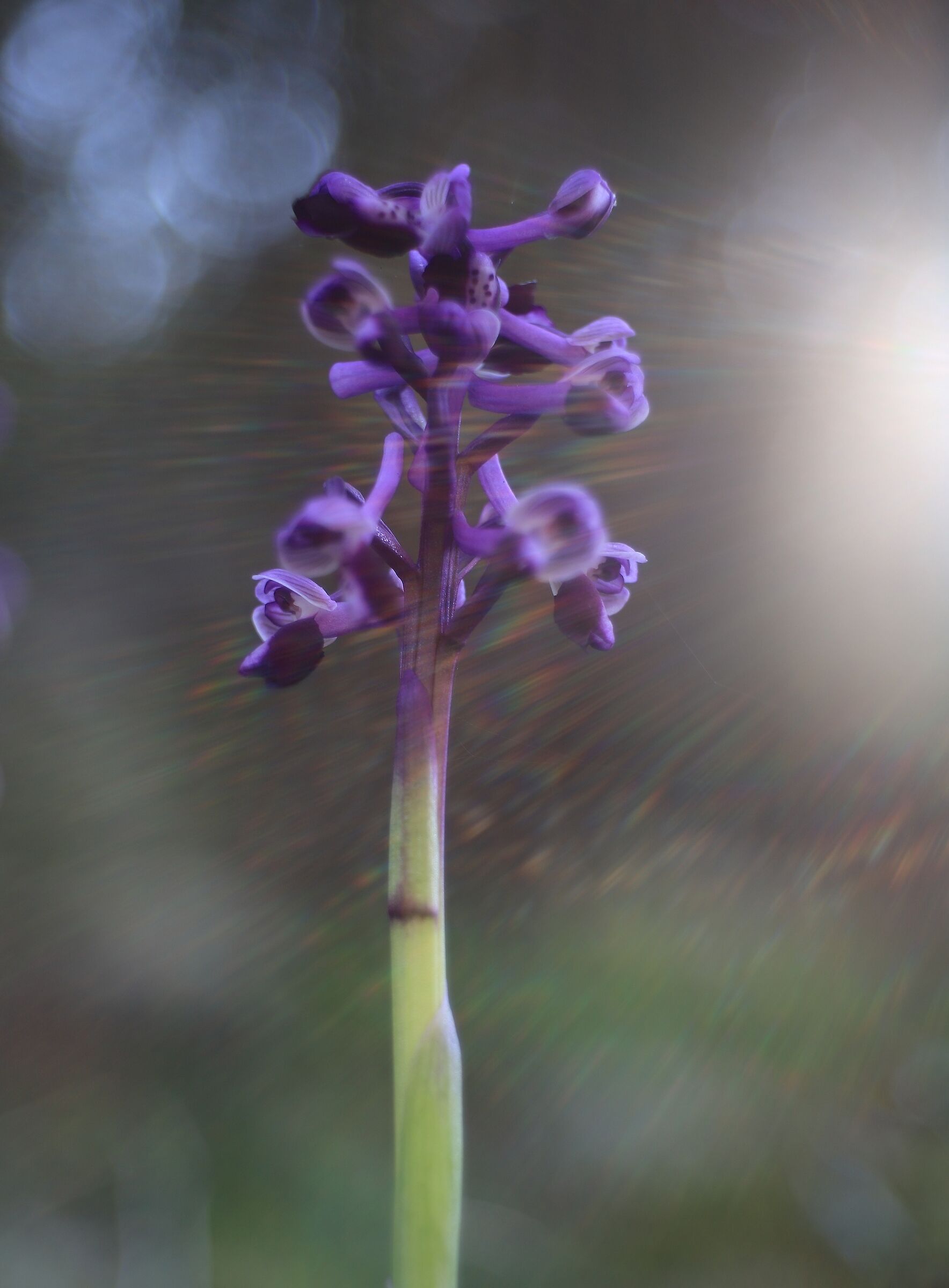 Anacamptis Longicornu