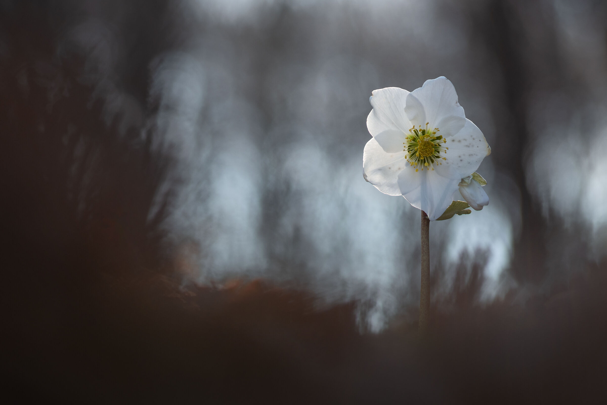 Helleborus