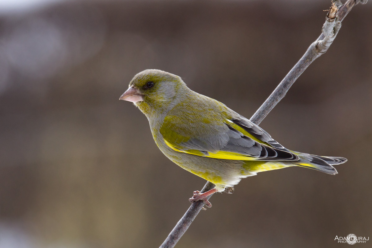 Greenfinch