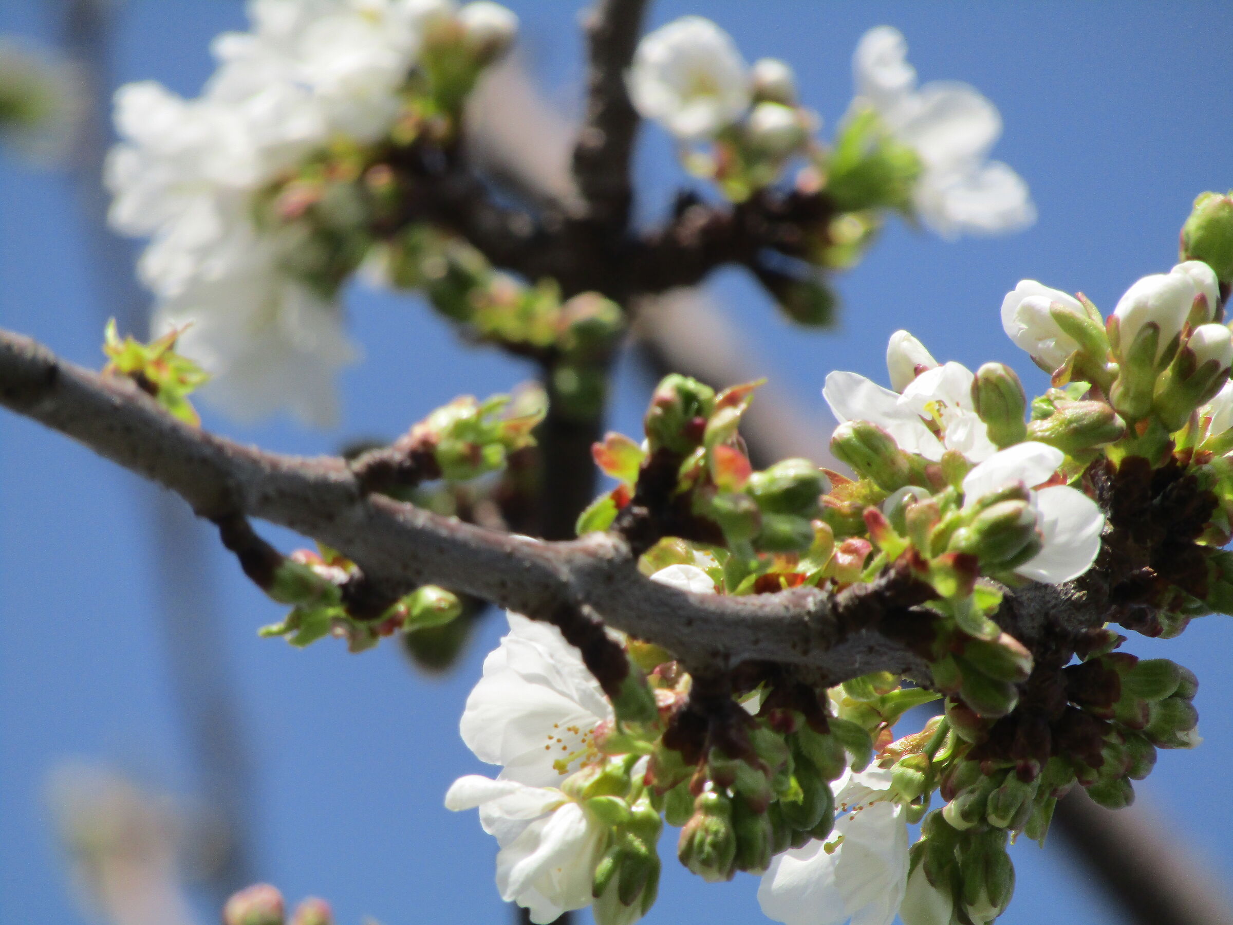 fiori di ciliegio