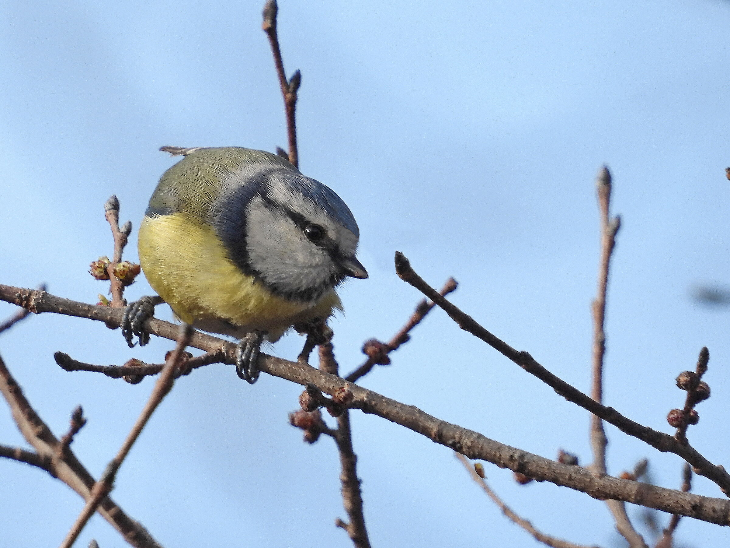 Titmouse