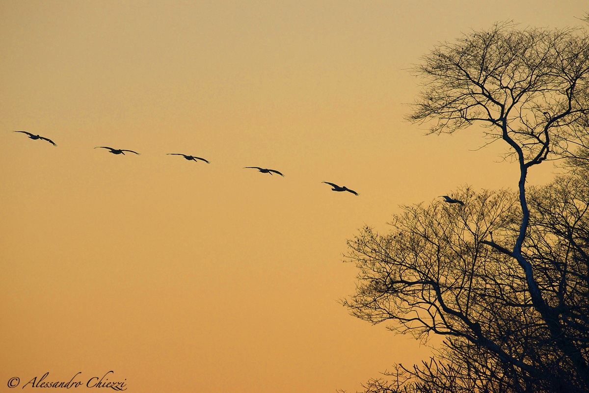 Dawn of pelicans