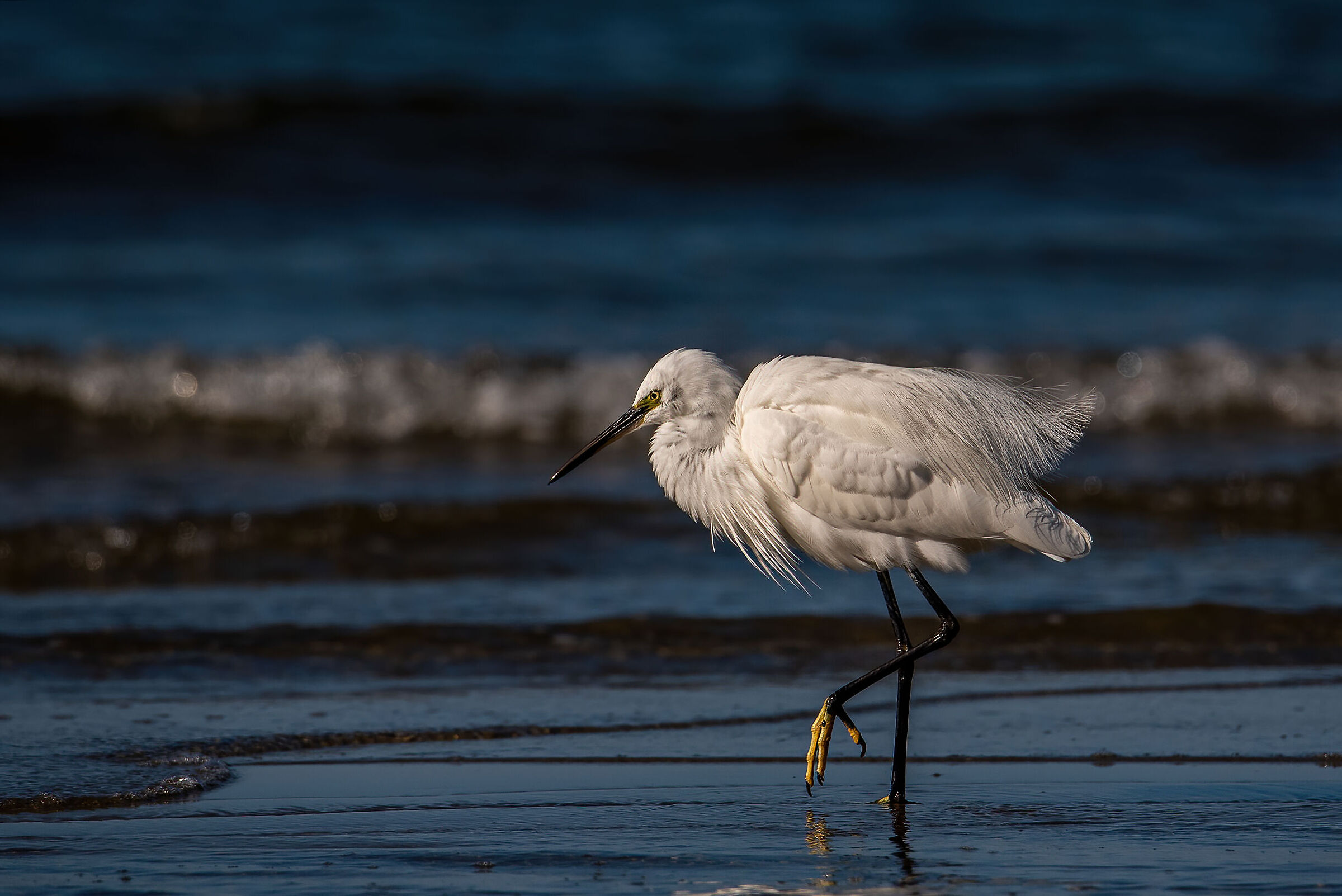 Egretta egret
