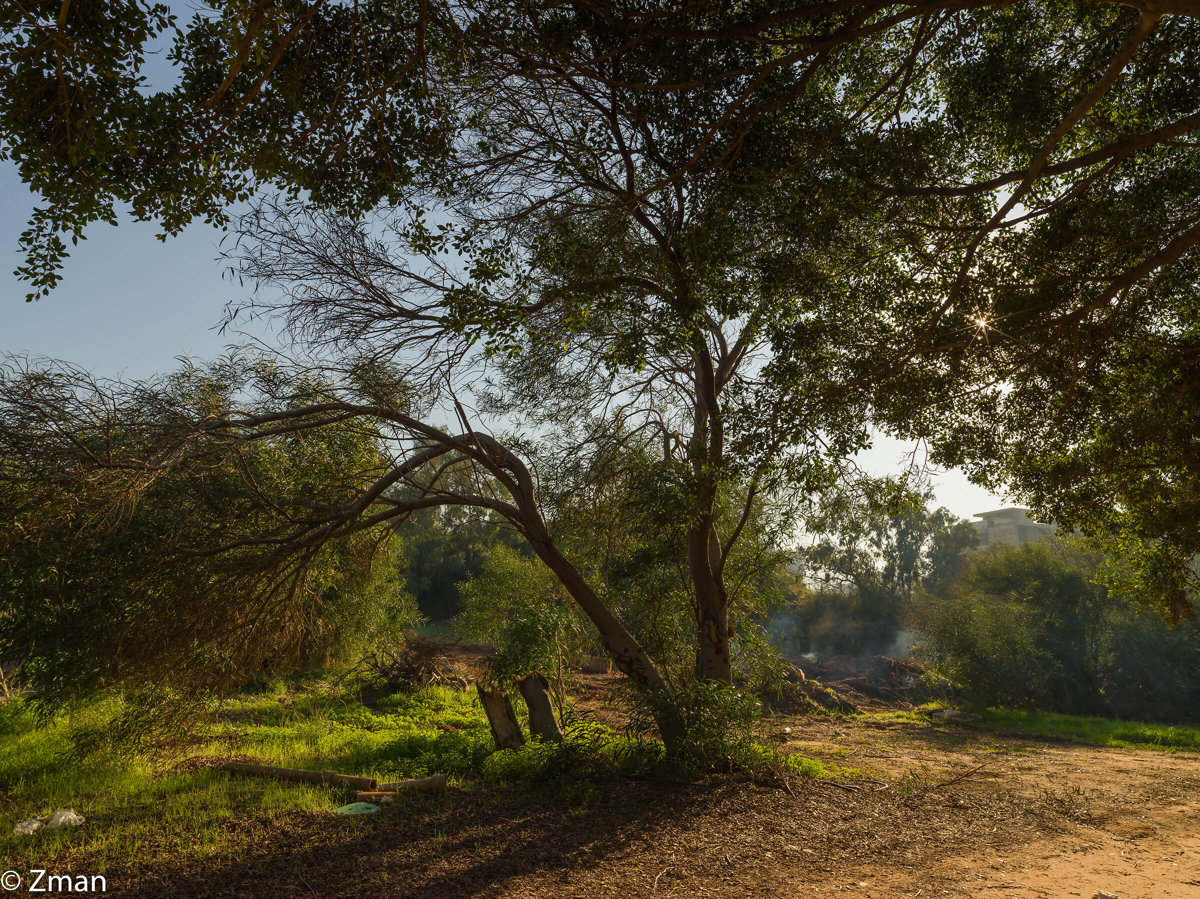 Alberi sulla buca 10