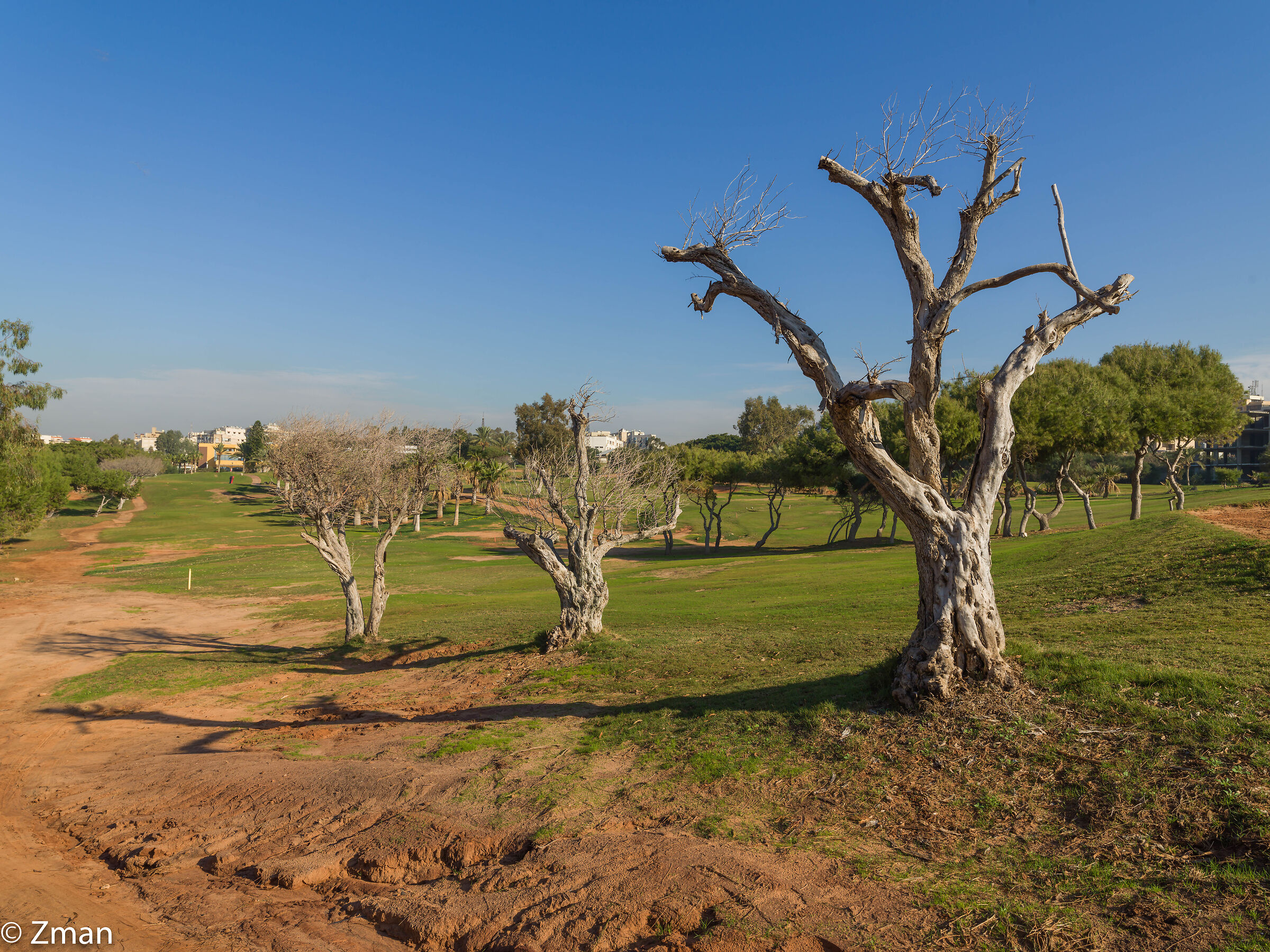 Alberi sulla buca 17
