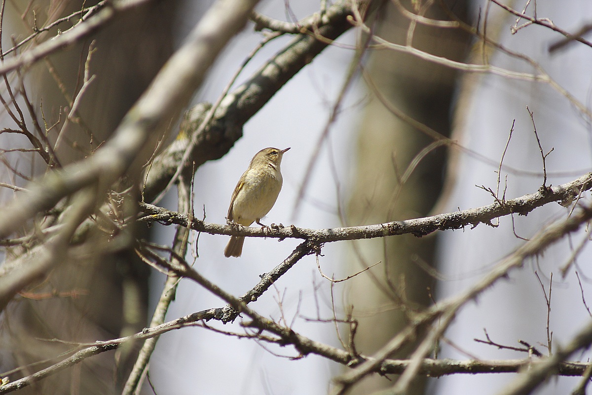 Luì(mi sembra piccolo confermate?)