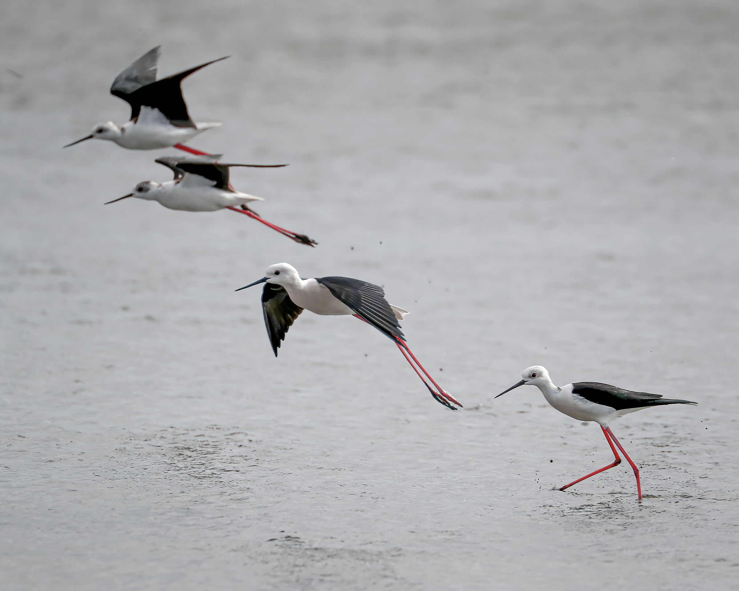 The sequence .... Knights of Italy