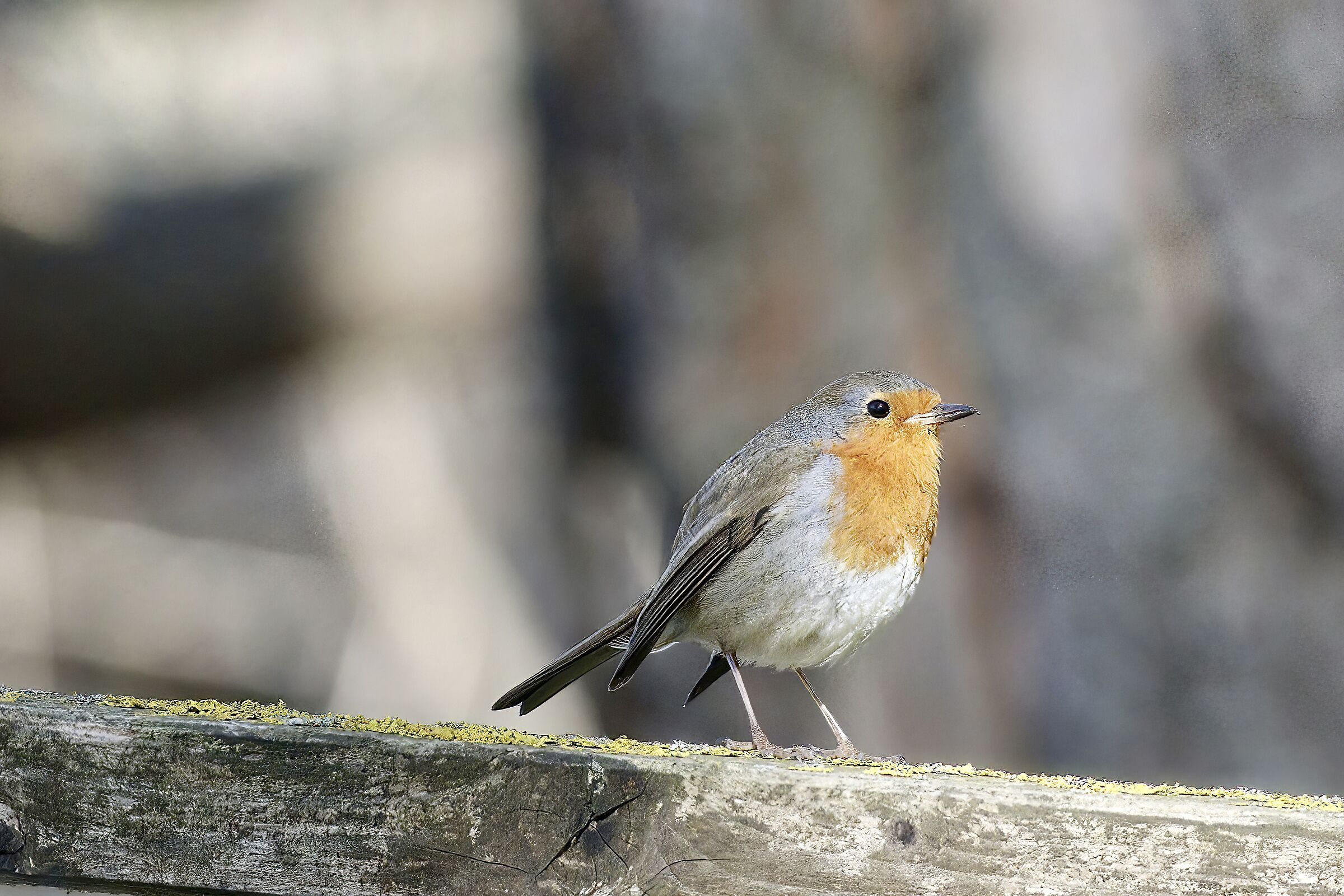 robin