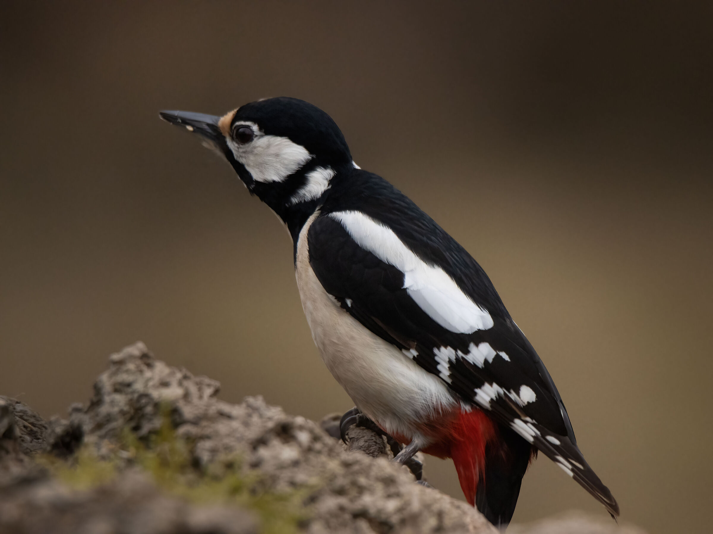Red Woodpecker