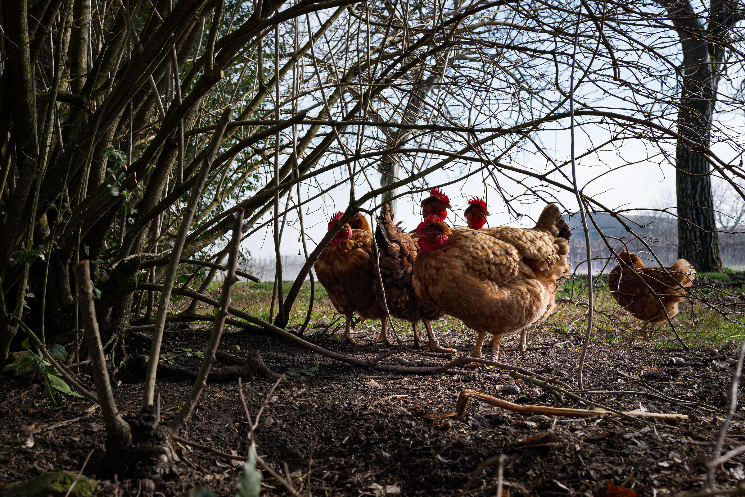 Tra i rami, in attesa del sole.
