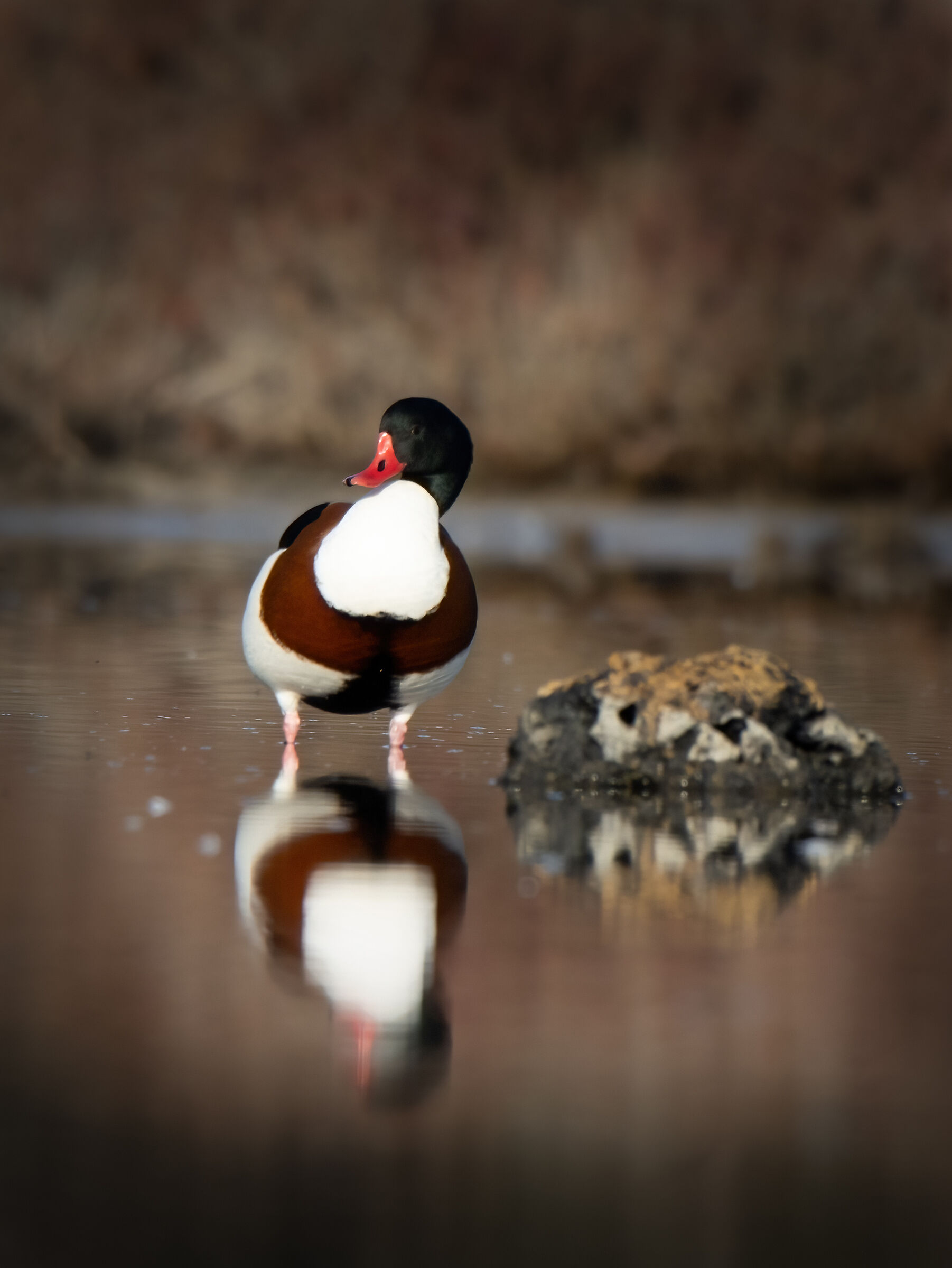 Common shelduck