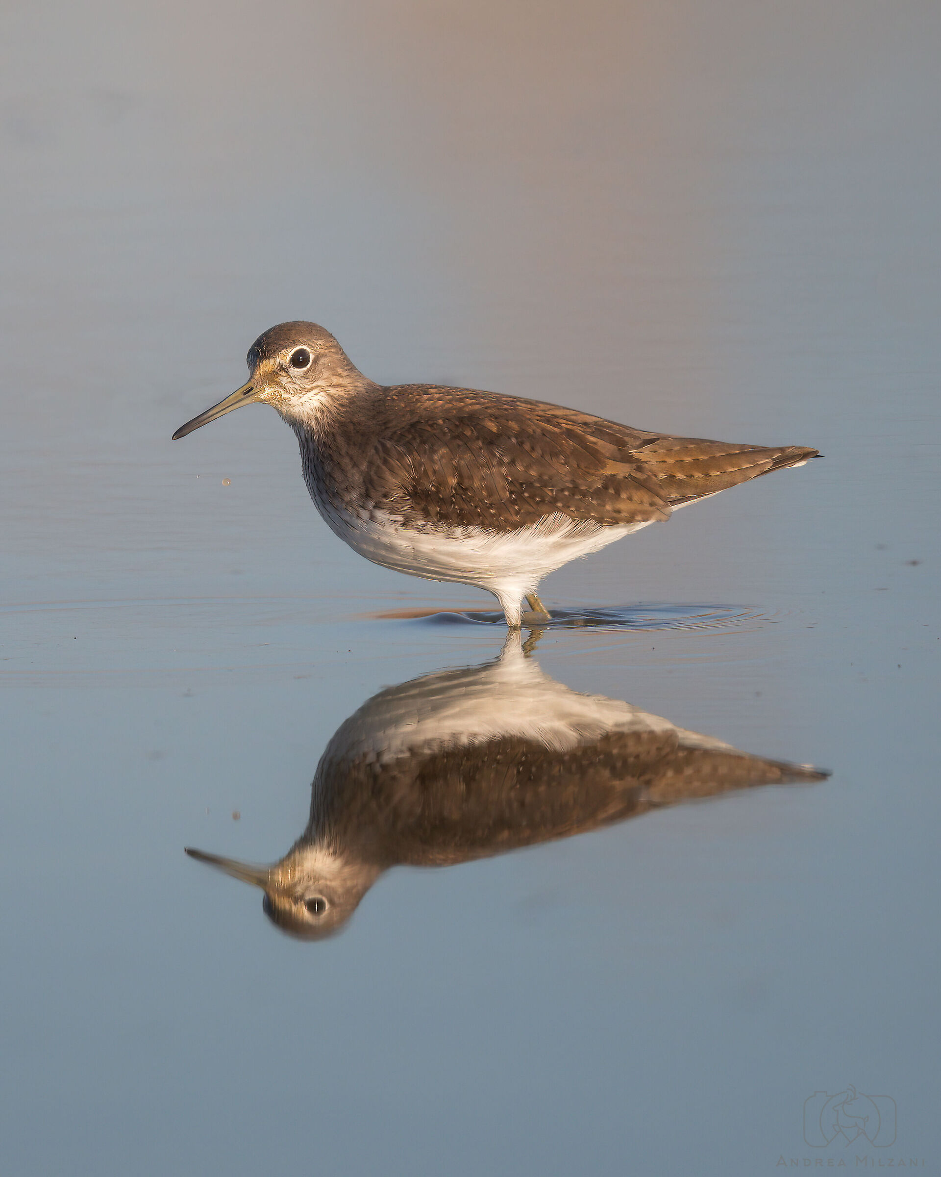 Piro piro piccolo specchiato