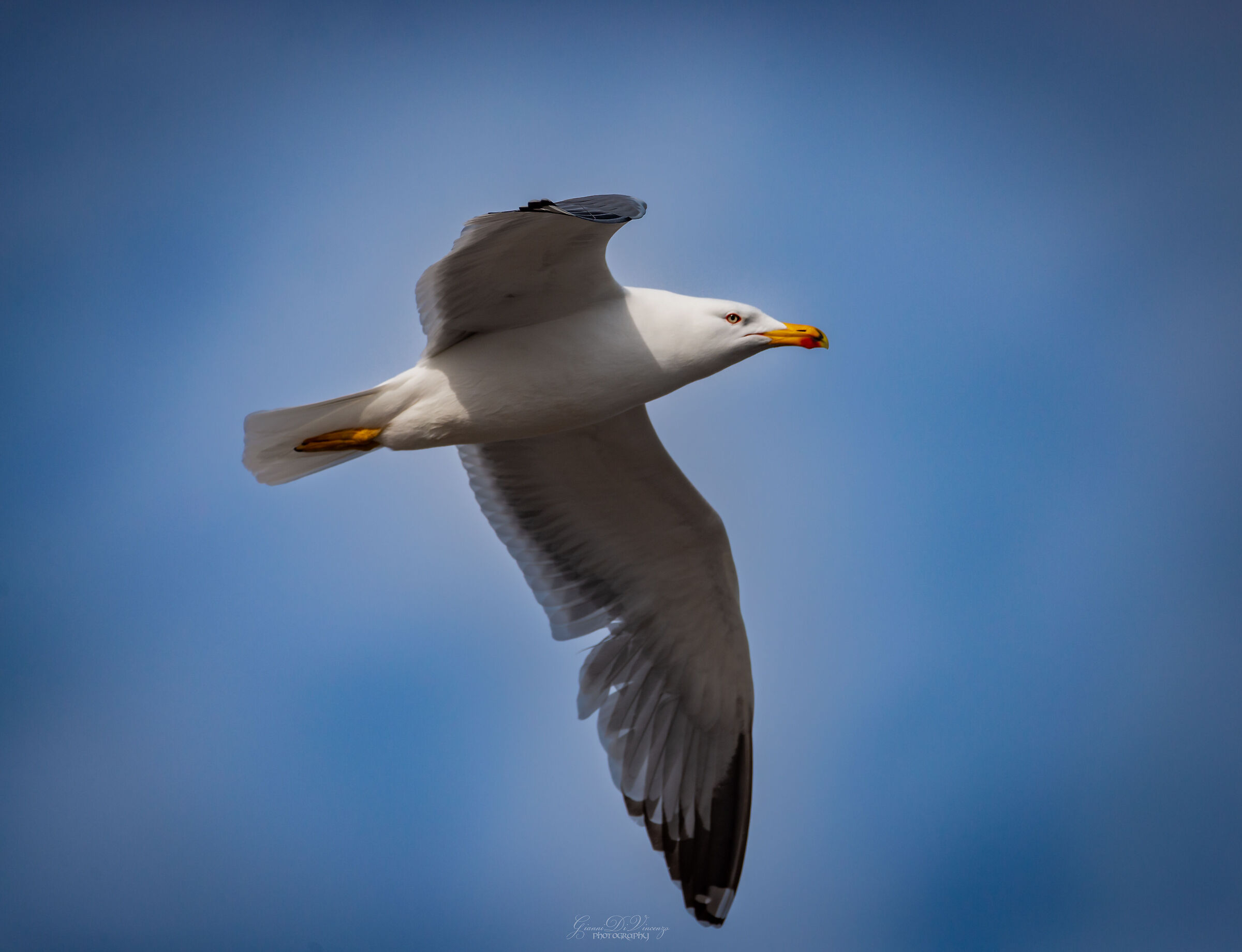 Gull