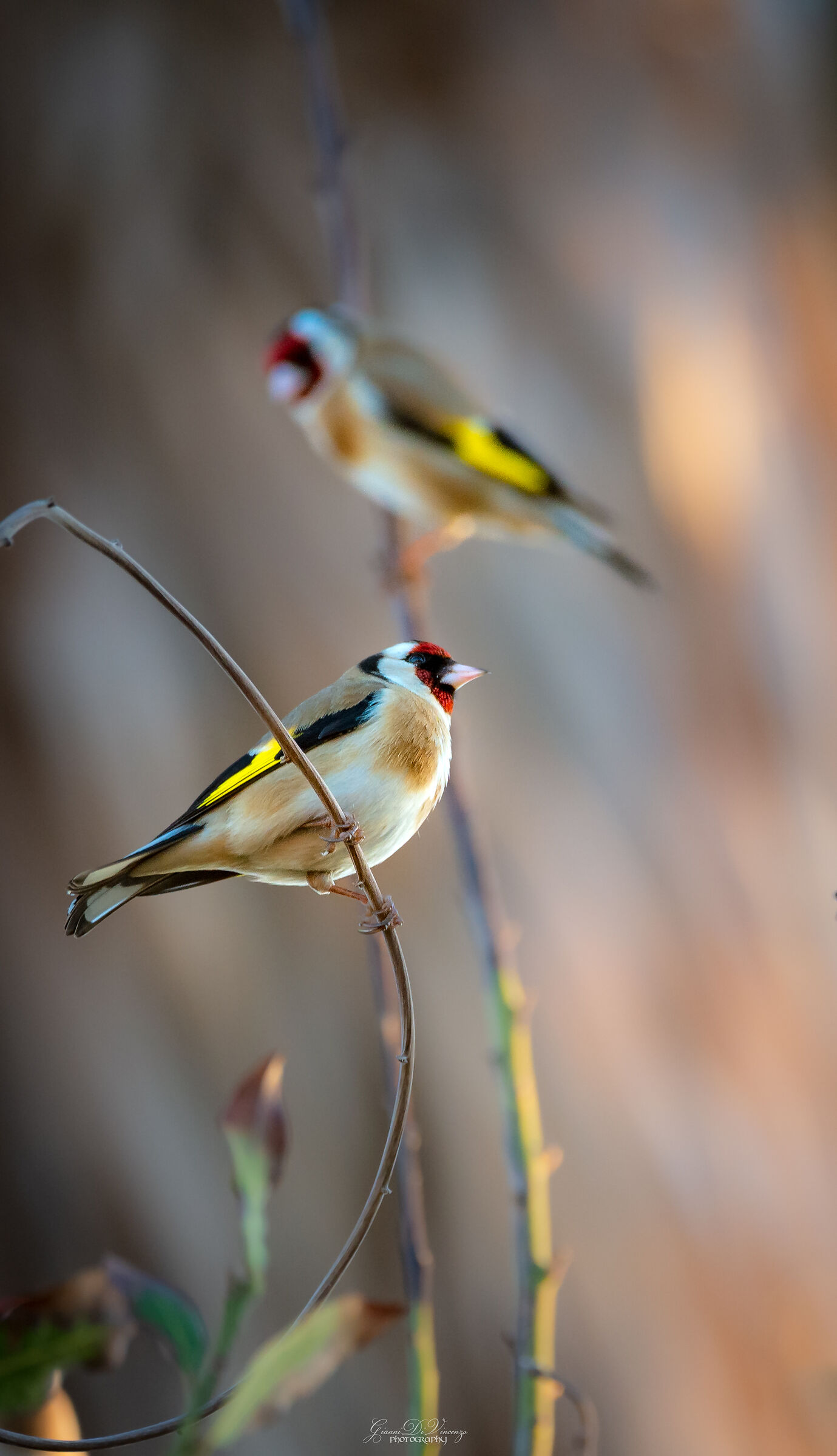 Goldfinches