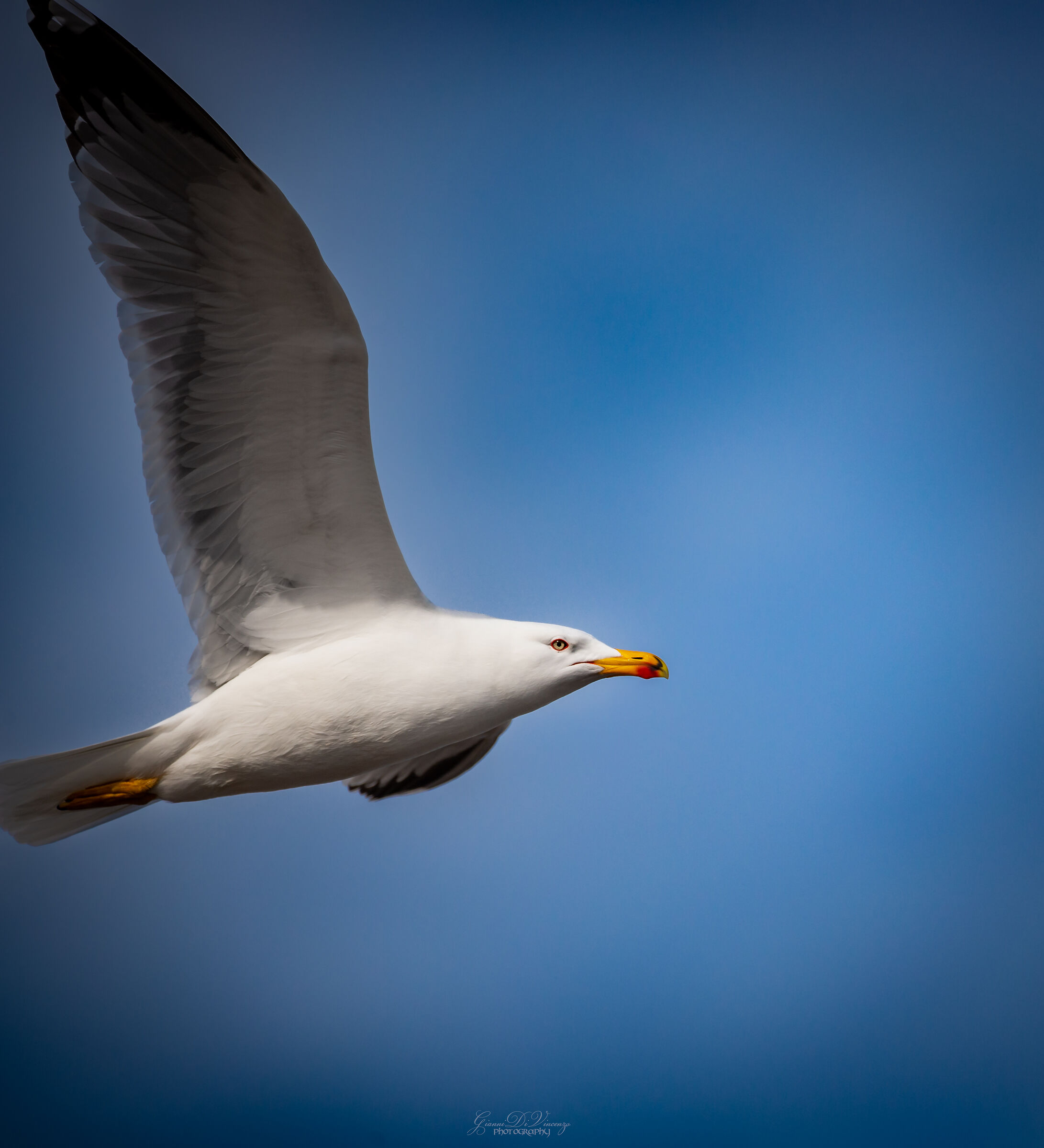 Seagull2