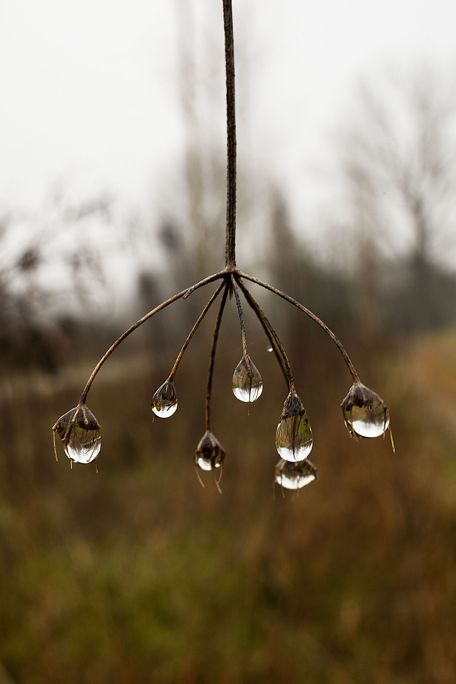 "Drip chandelier"