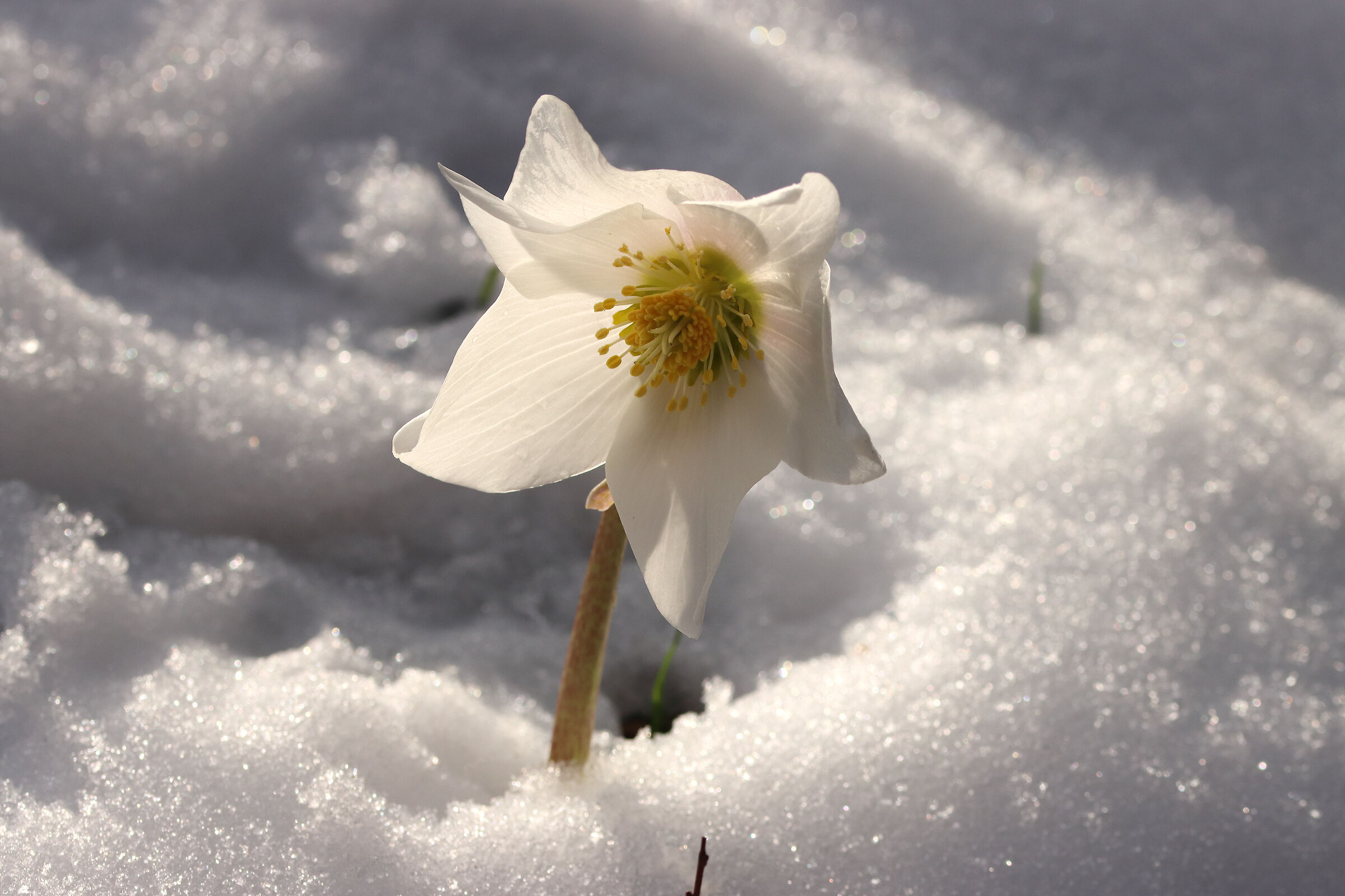 Hellebore in the snow
