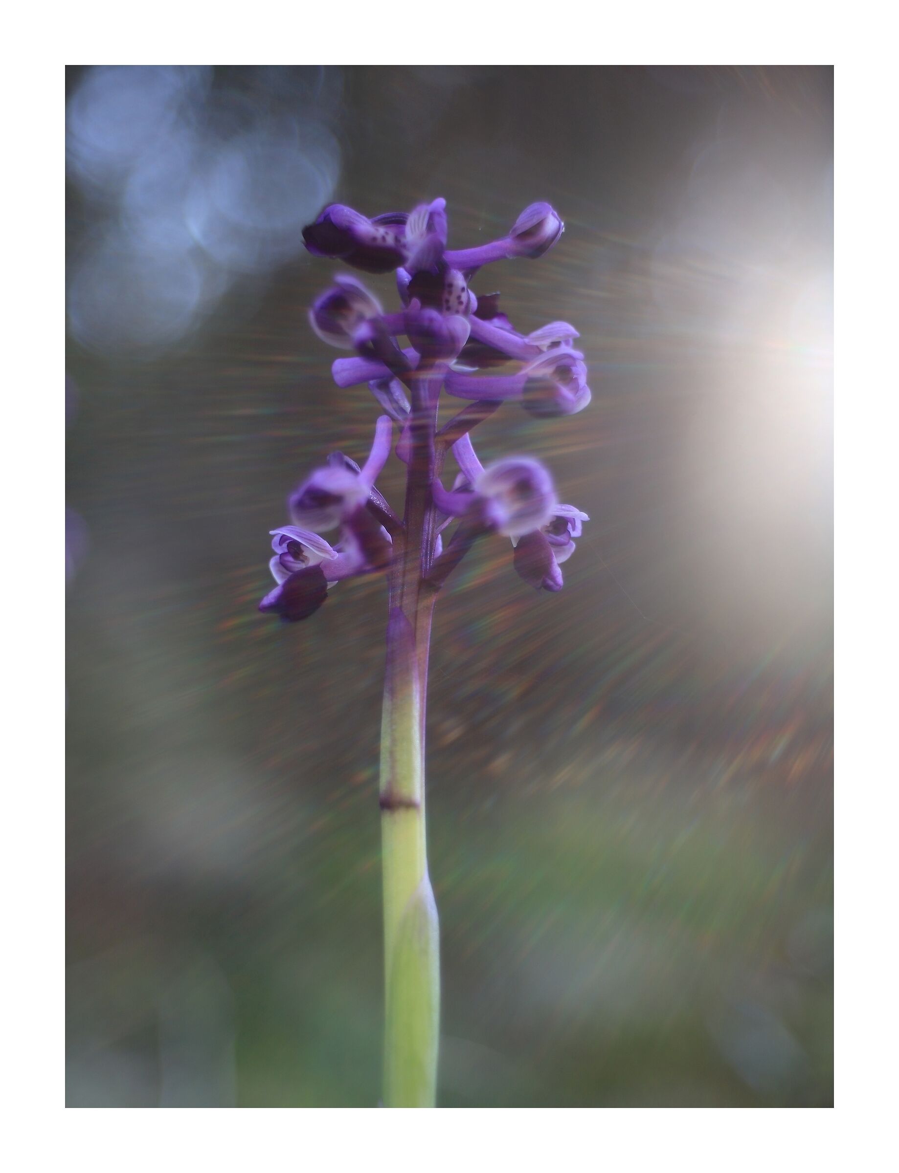 Anacamptis Longicornu
