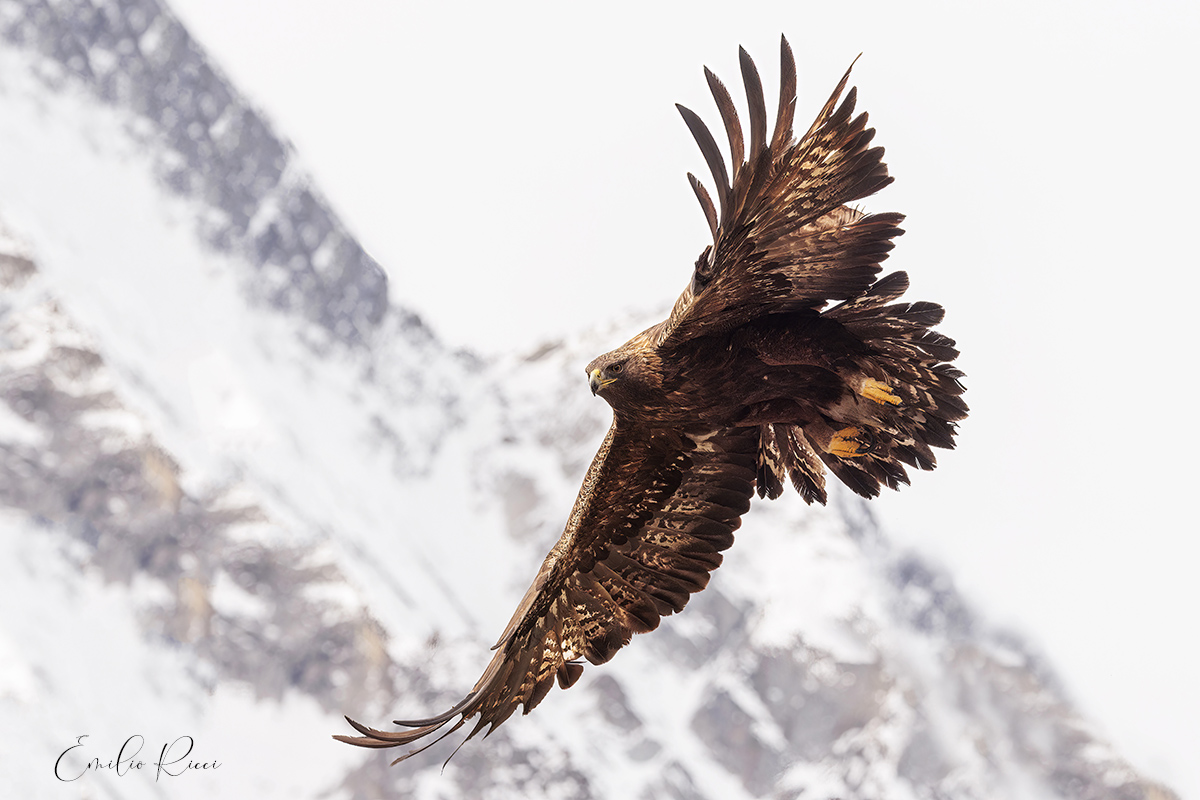 aquila reale -Alpi Italiane-
