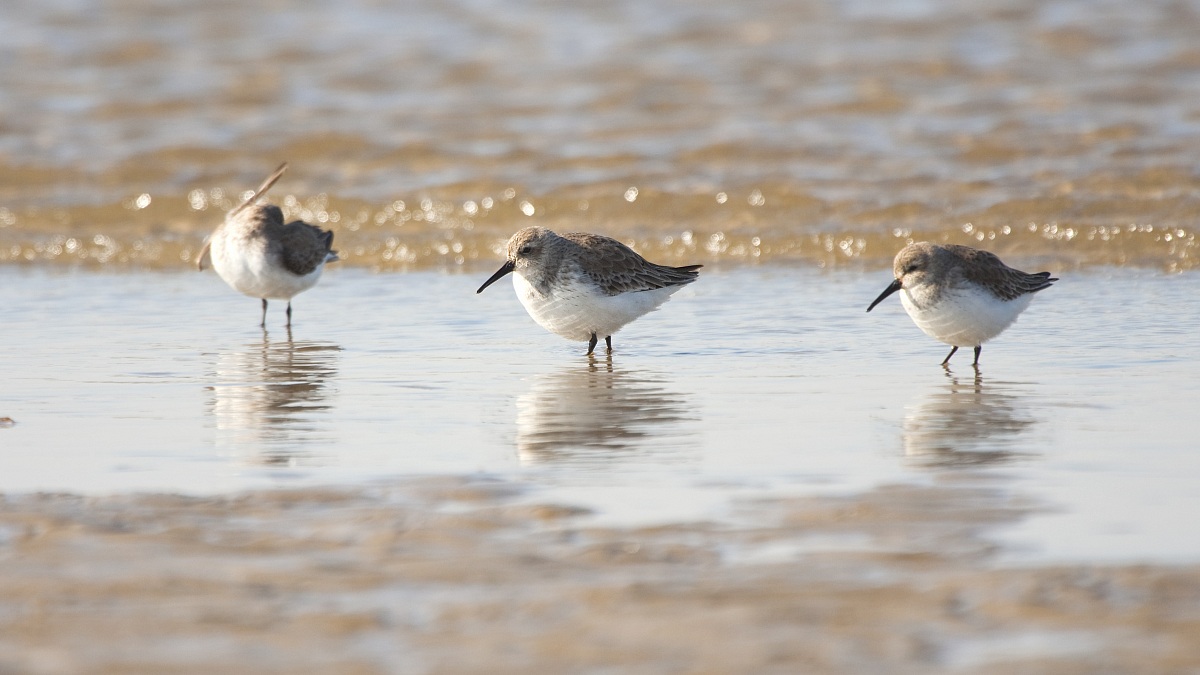 The test of the three batteries
