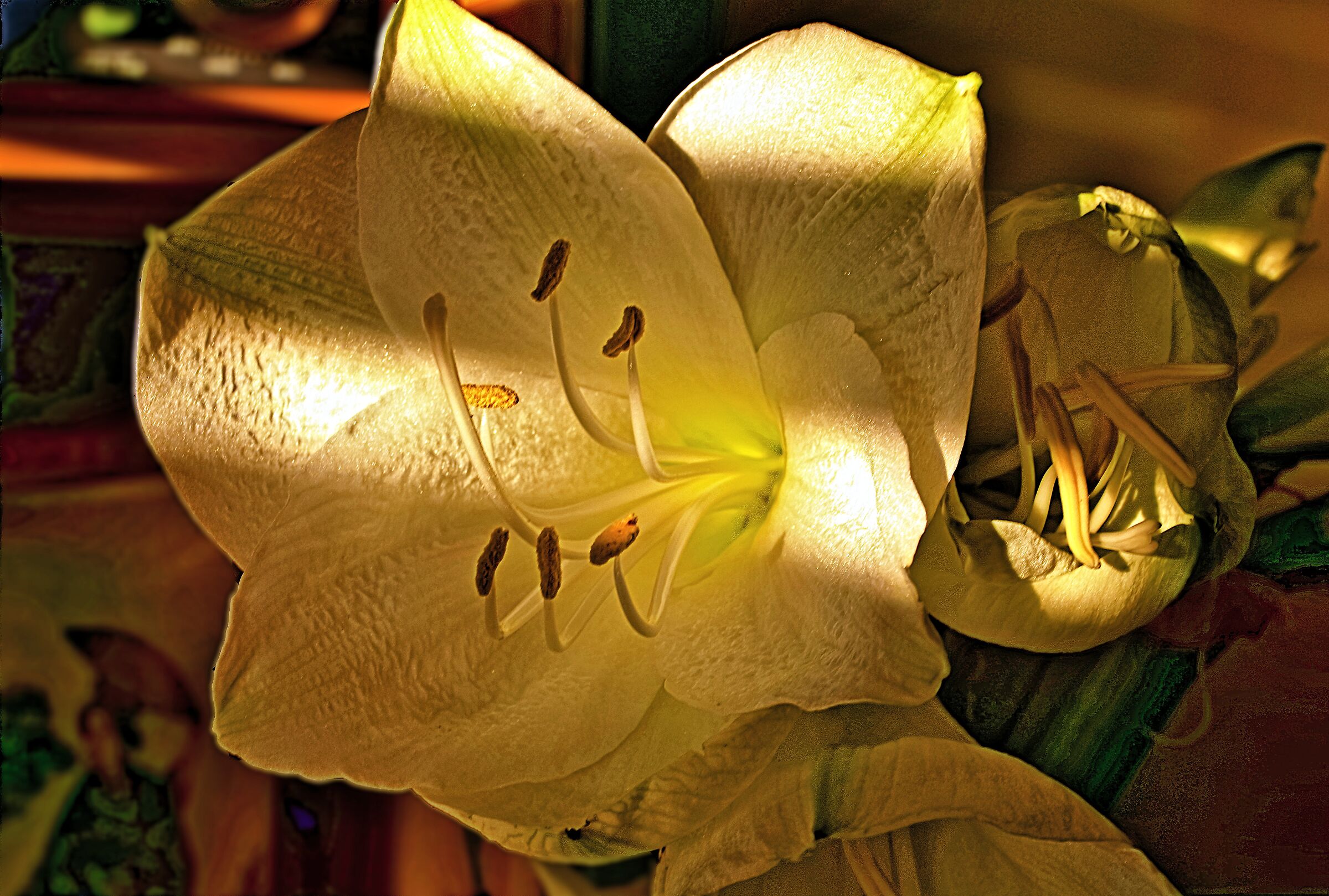 La luce in fiore