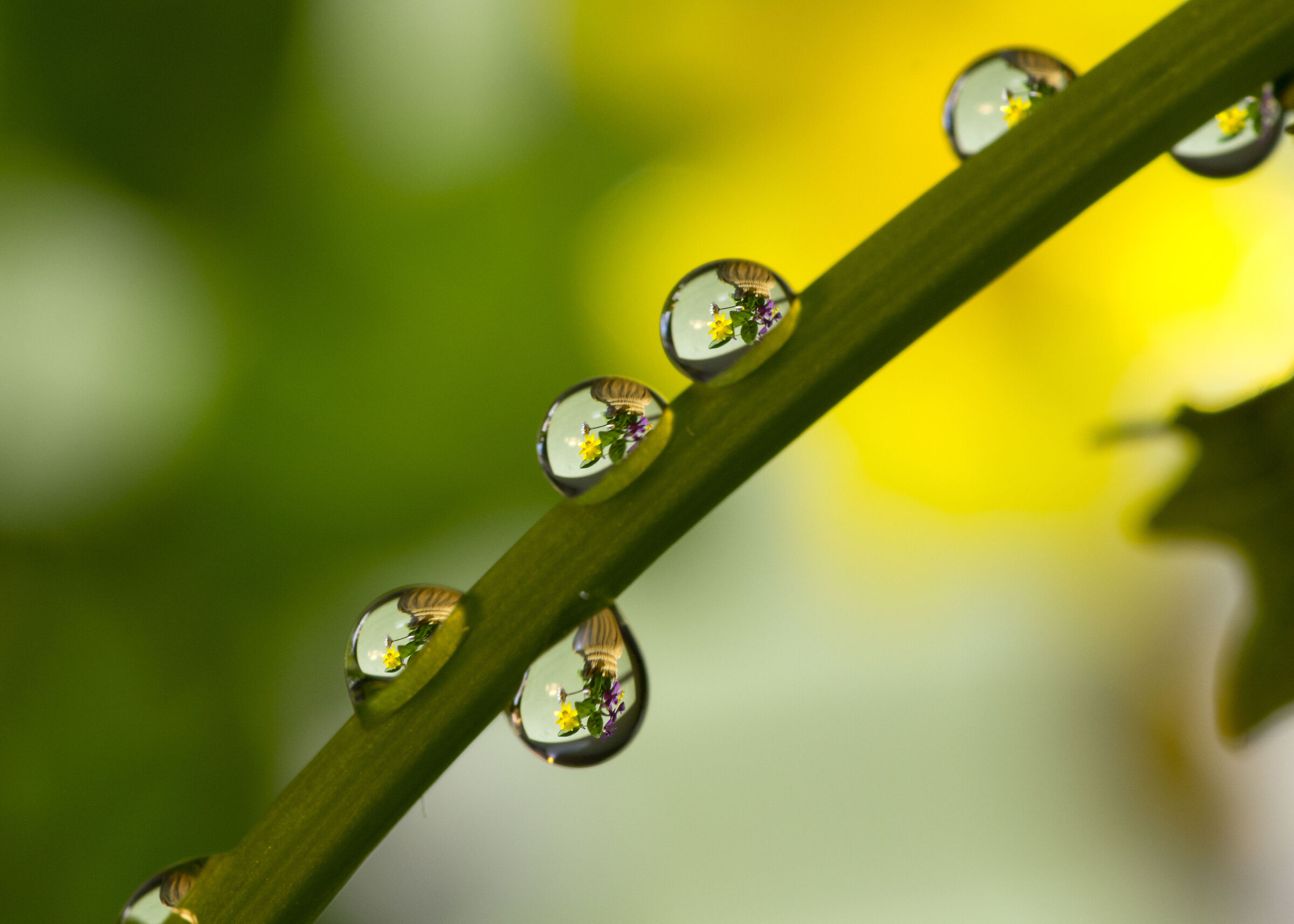 Petal drops