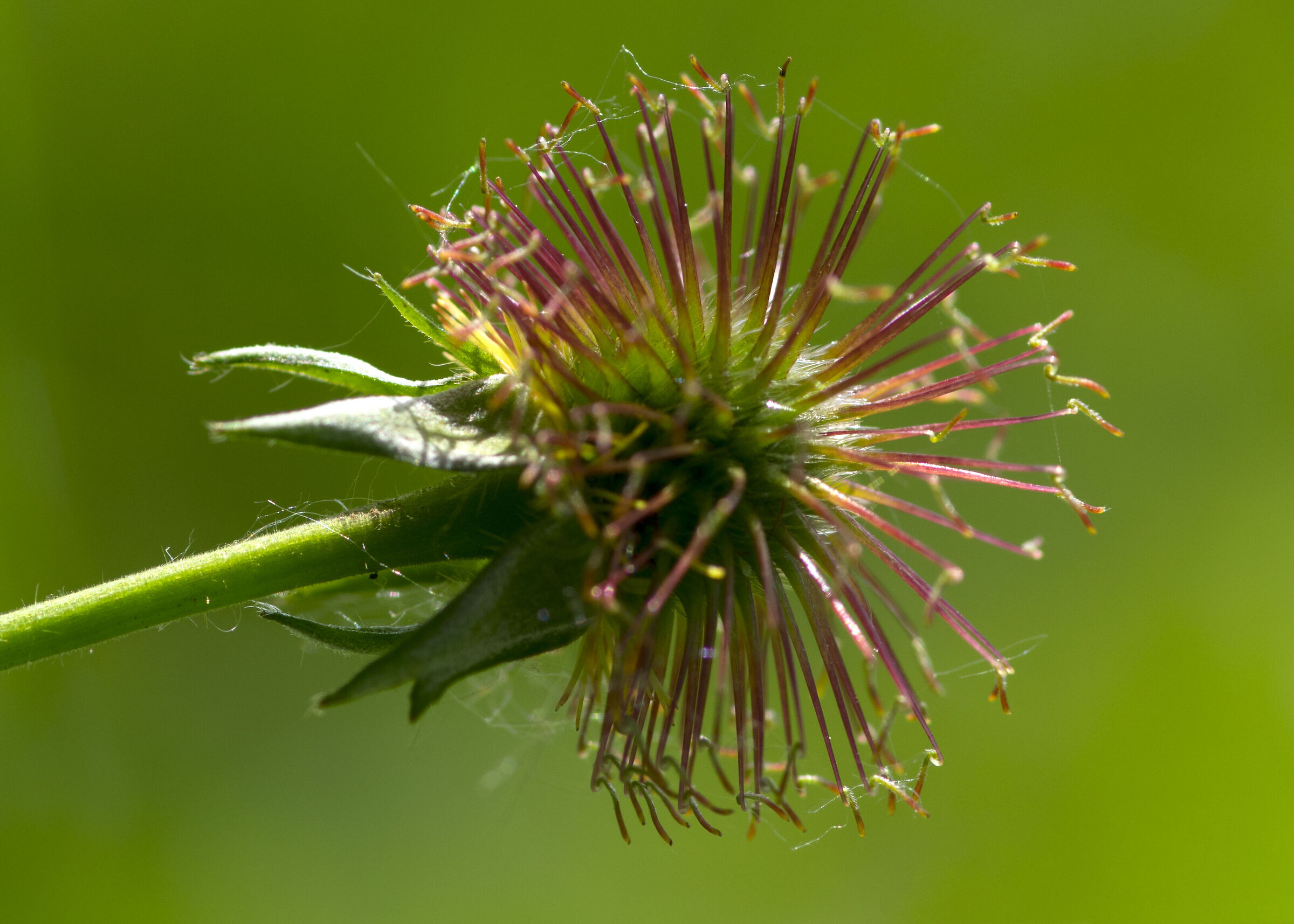 What a flower this is