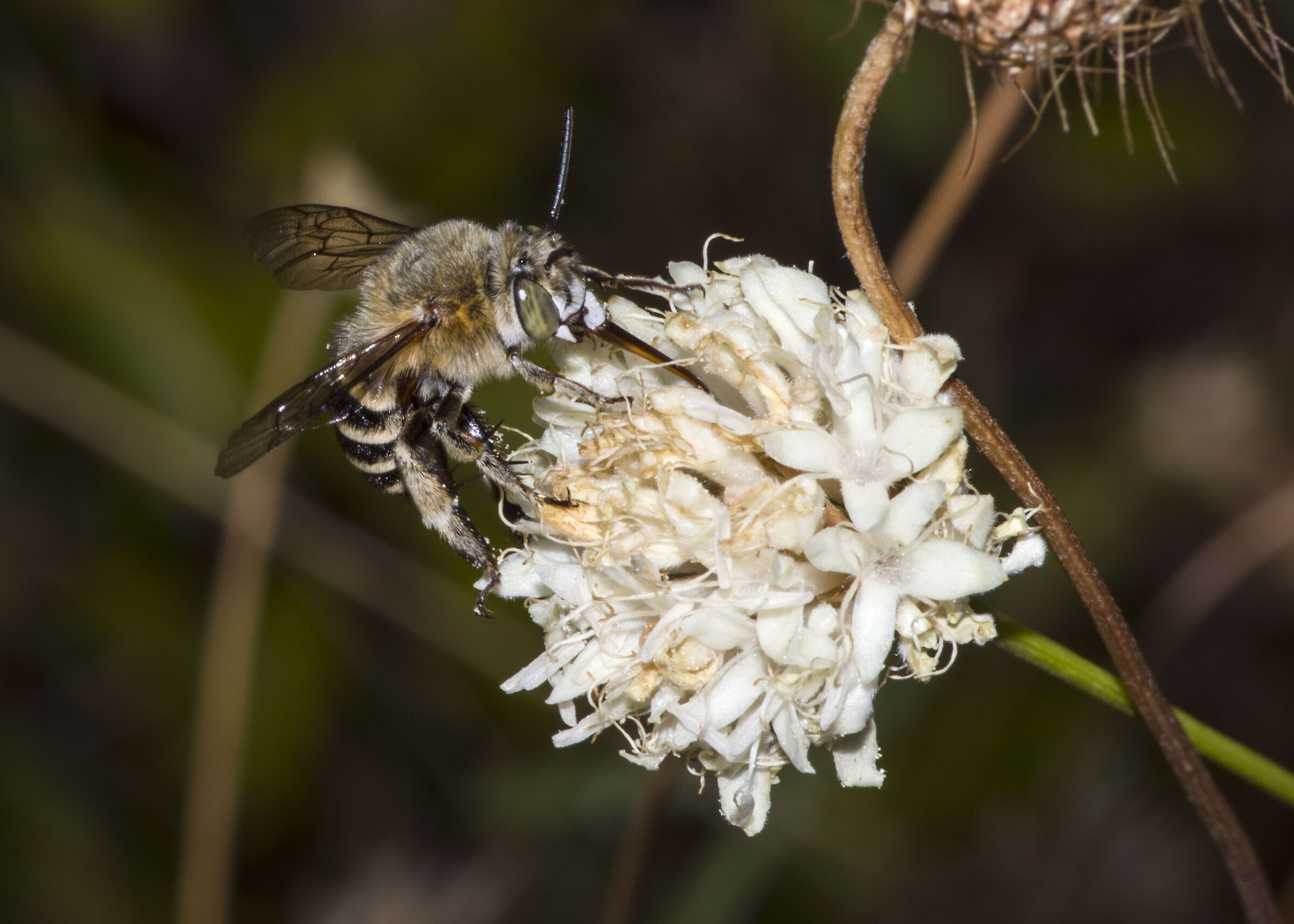 Busy bee