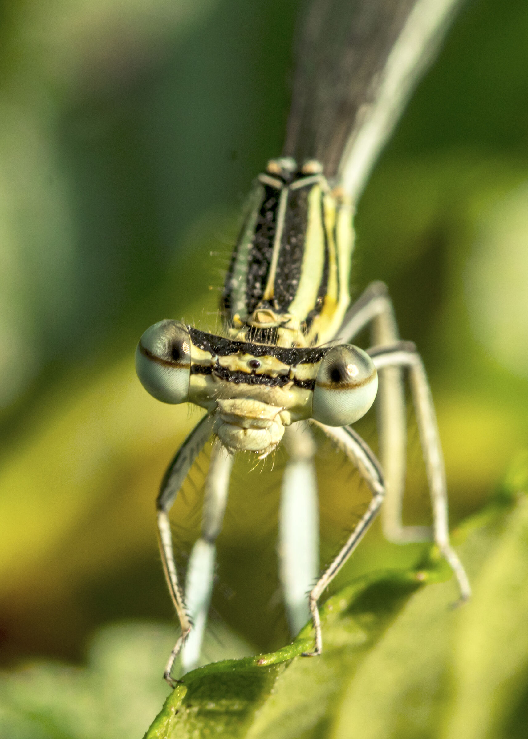 Curious dragonfly