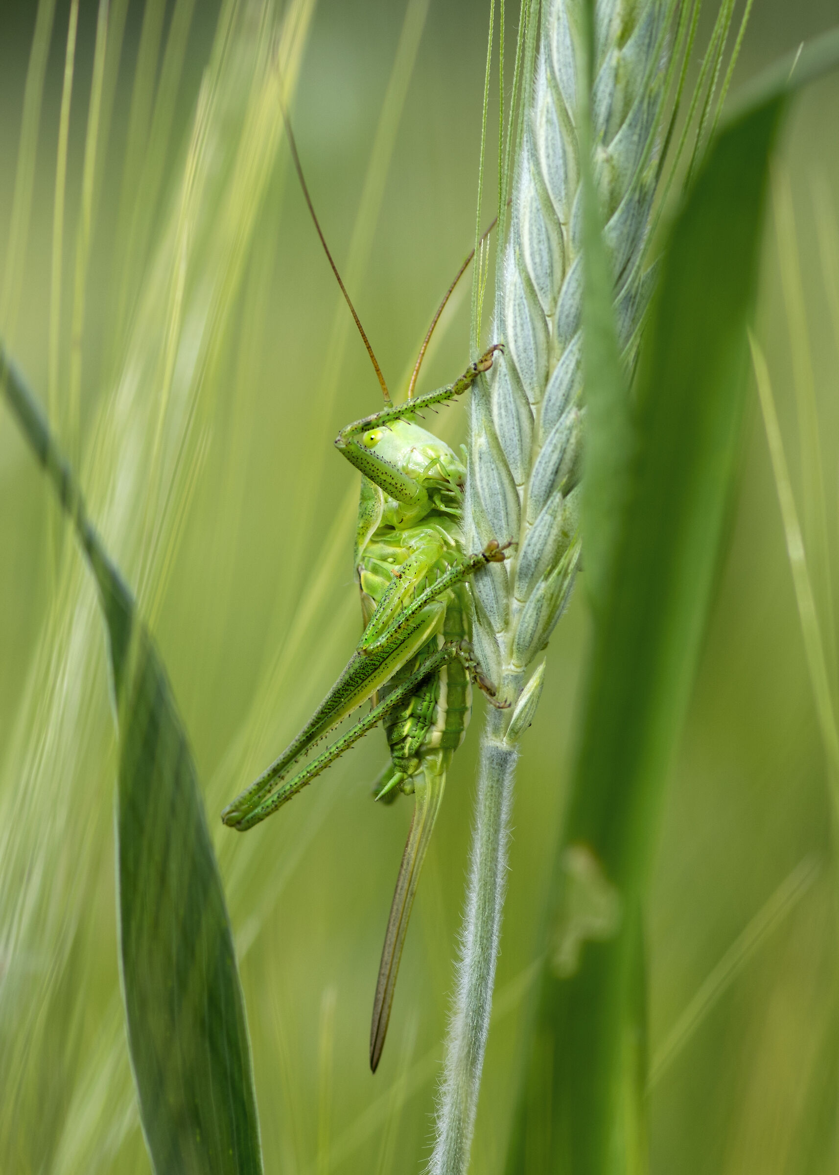 Camouflage grasshopper