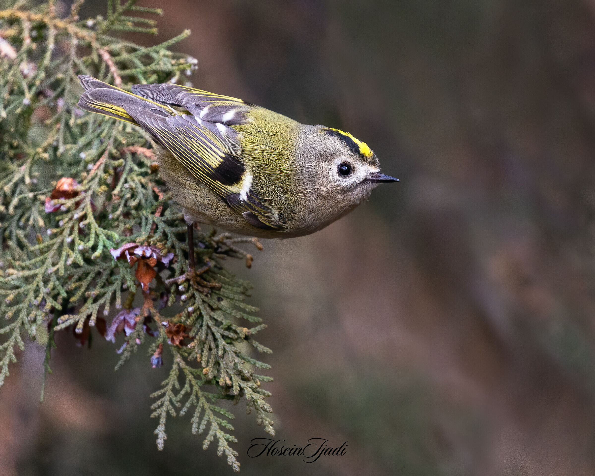 Goldcrest