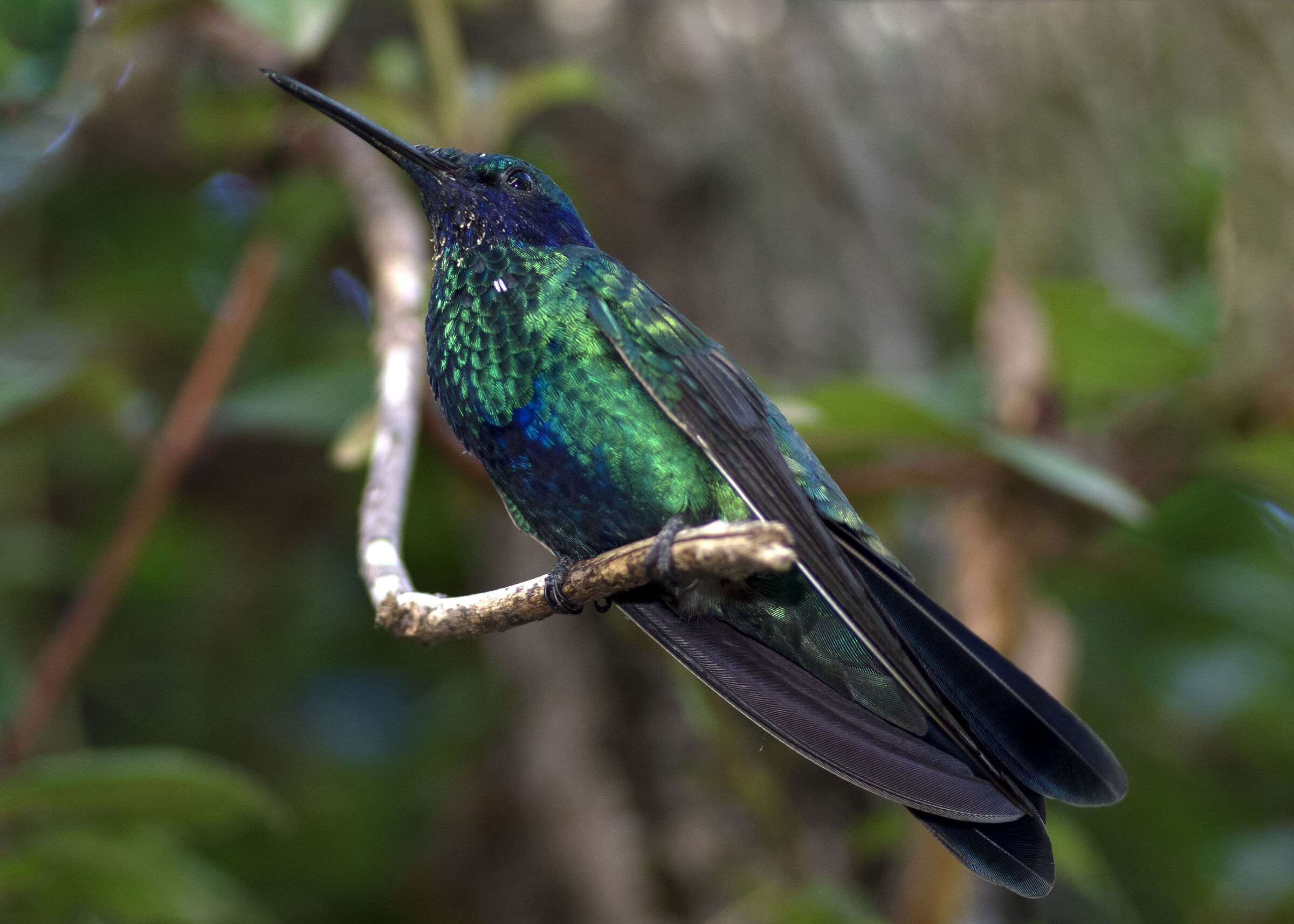 Kingfisher