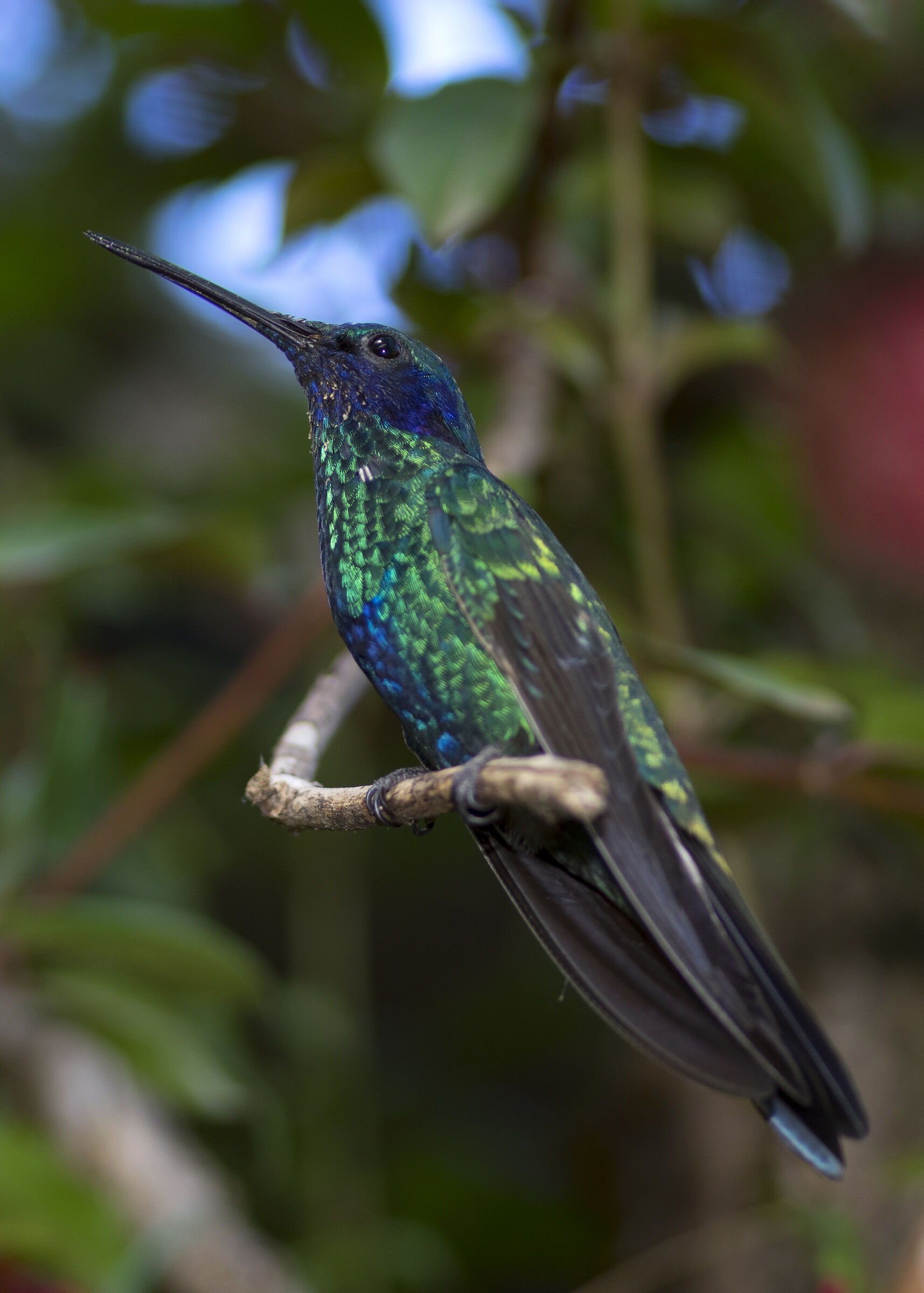 Kingfisher