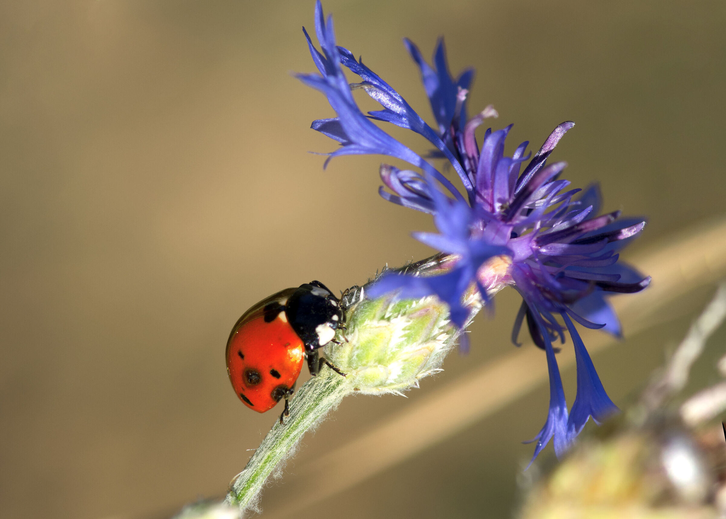 Ladybird