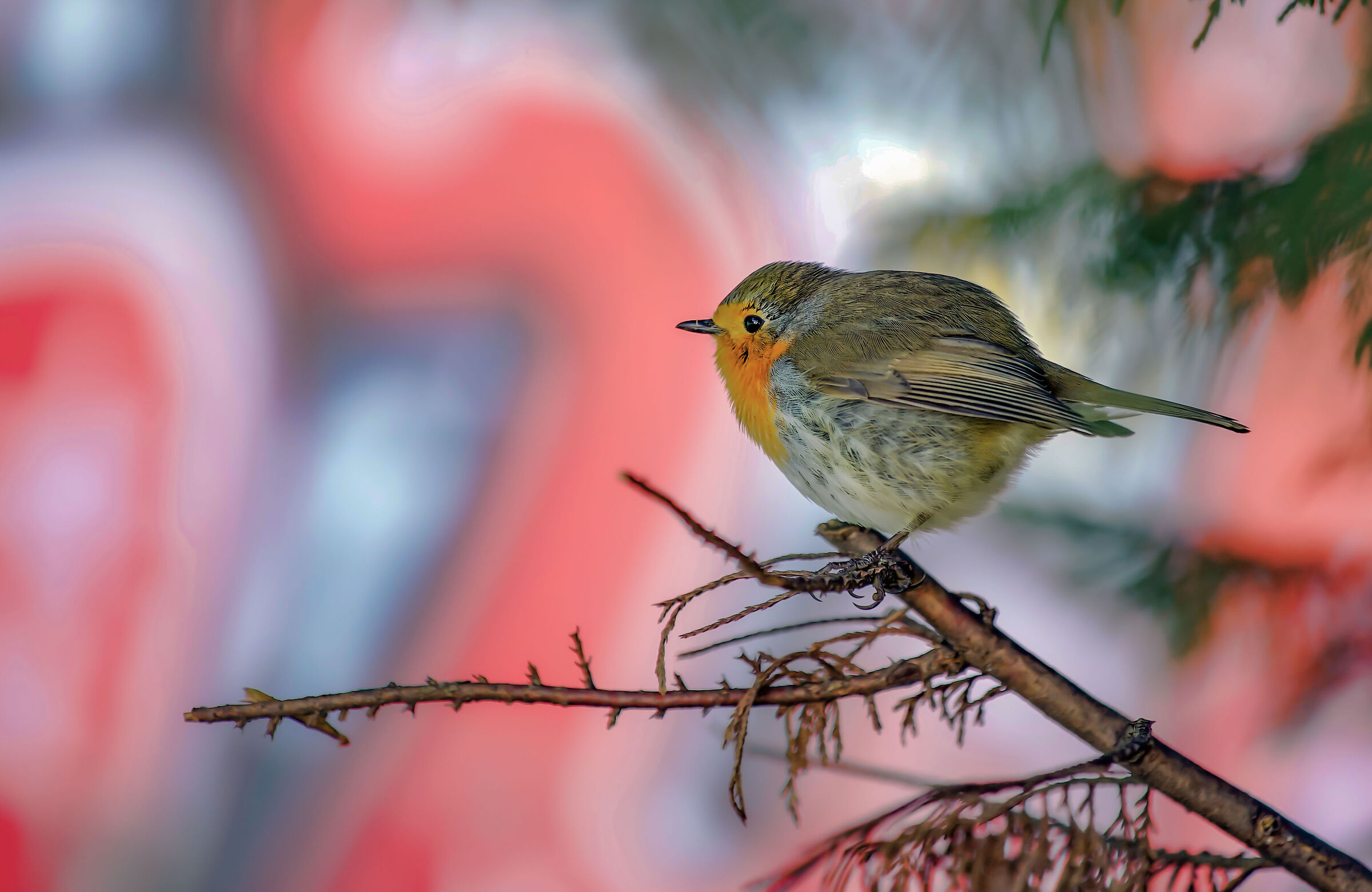 Il mio amico pettirosso