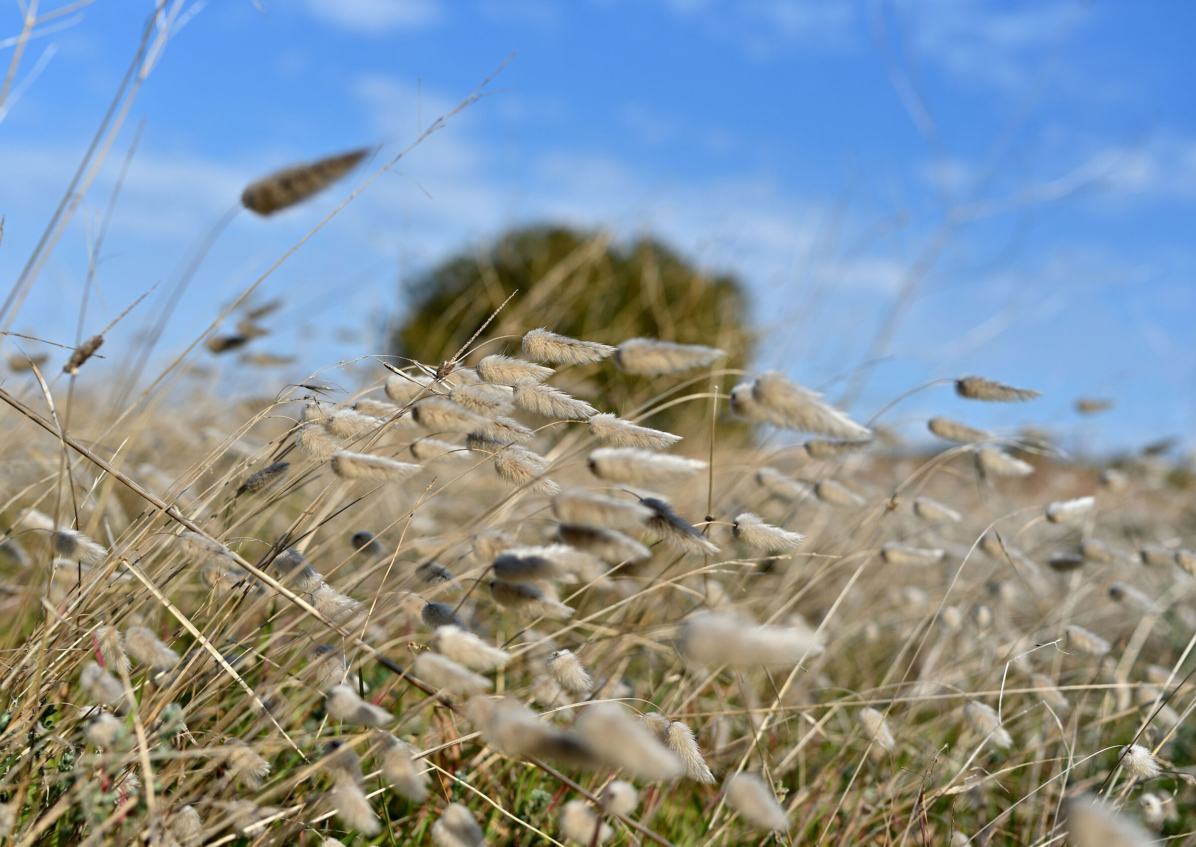 Assecondare il vento