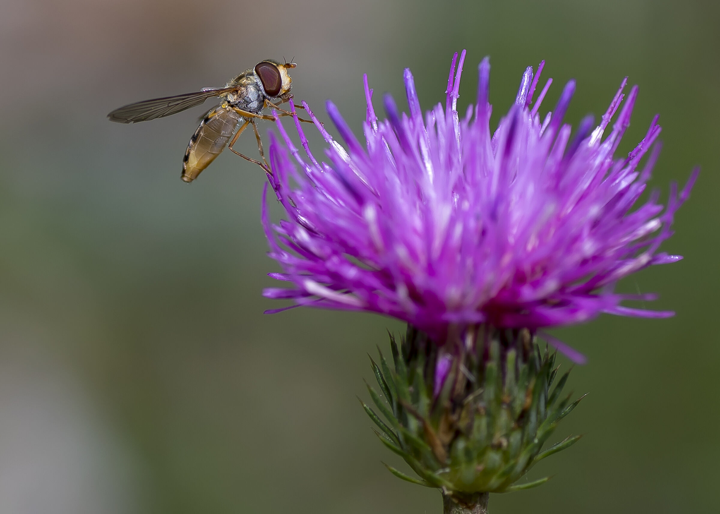 Bee on flower