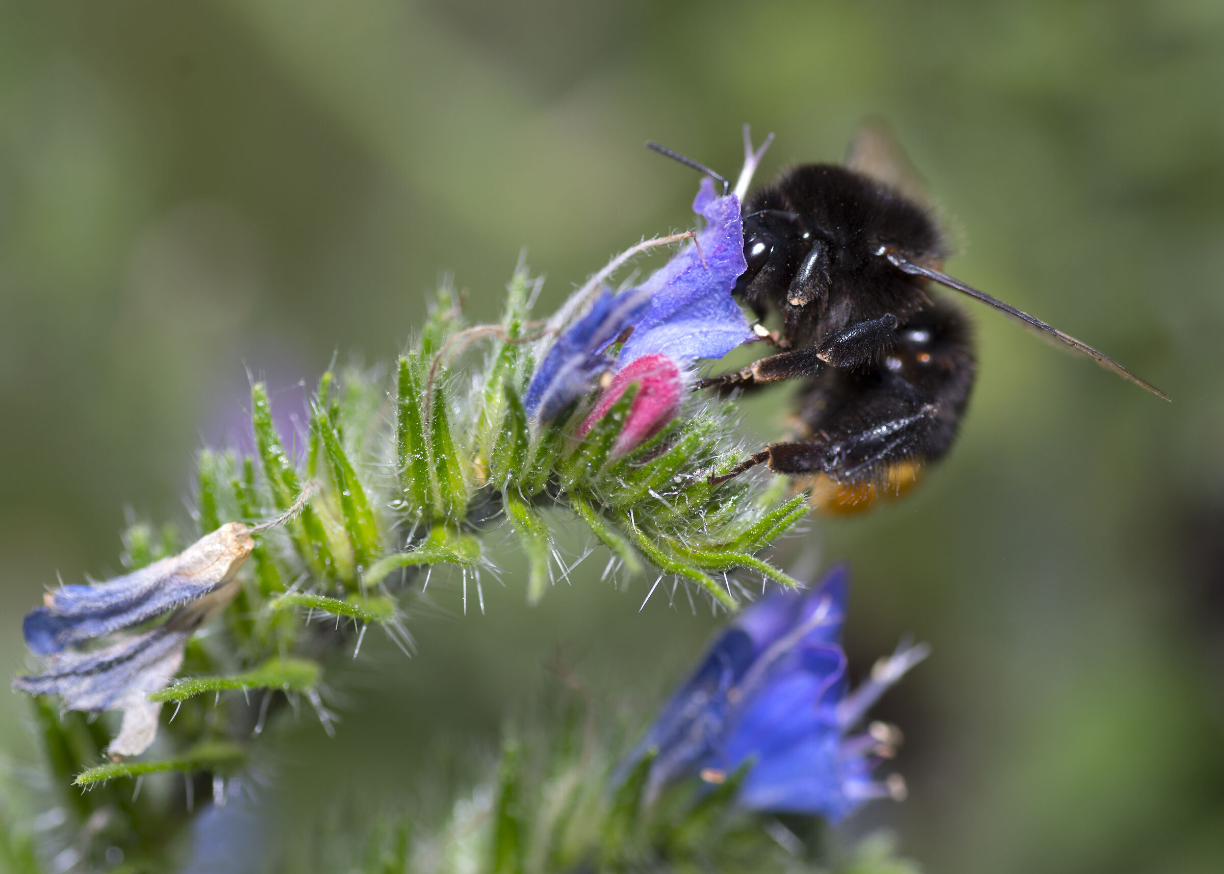 Bee on flower