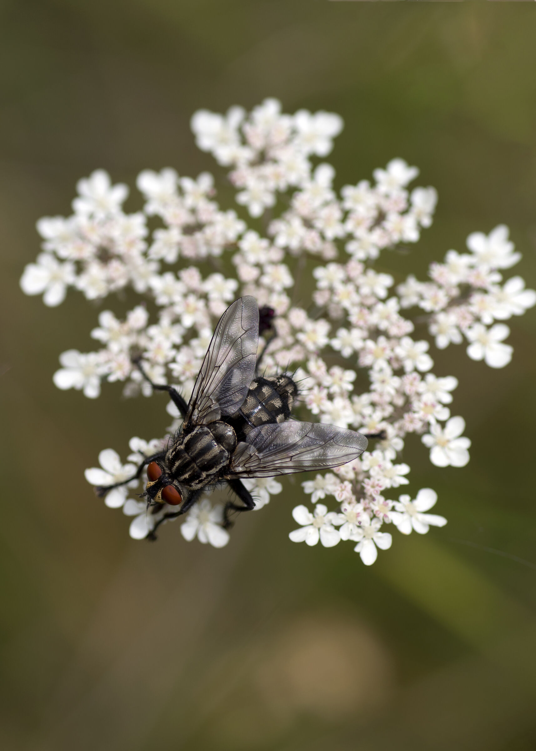 Insects