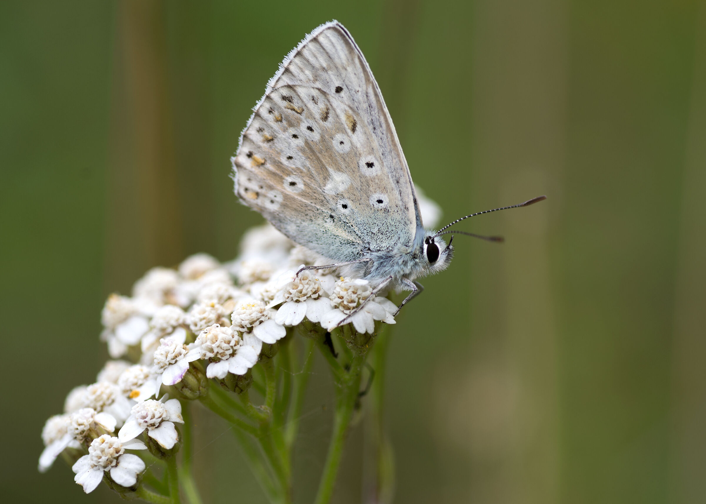Butterfly on flower