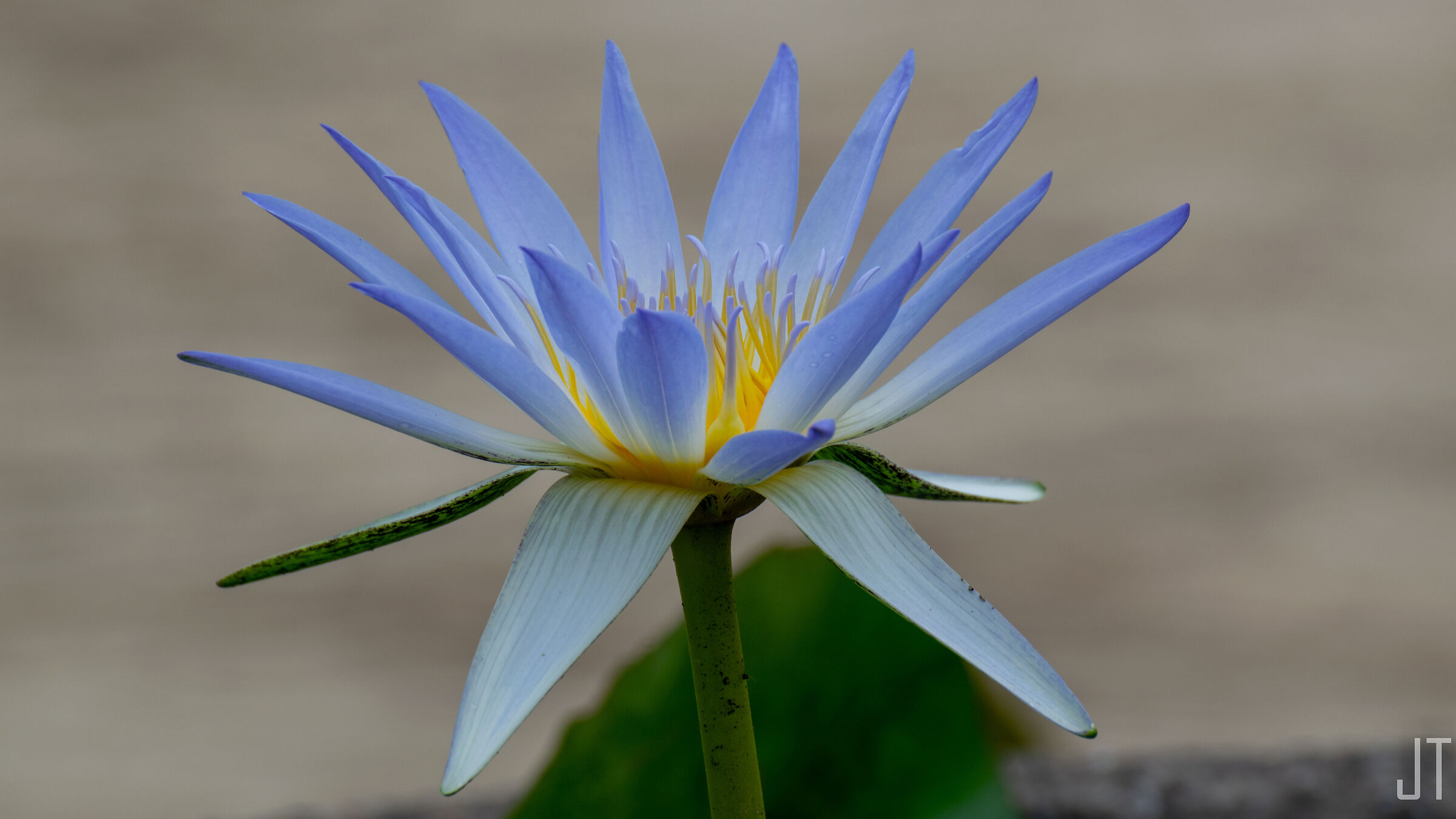 Nymphaea