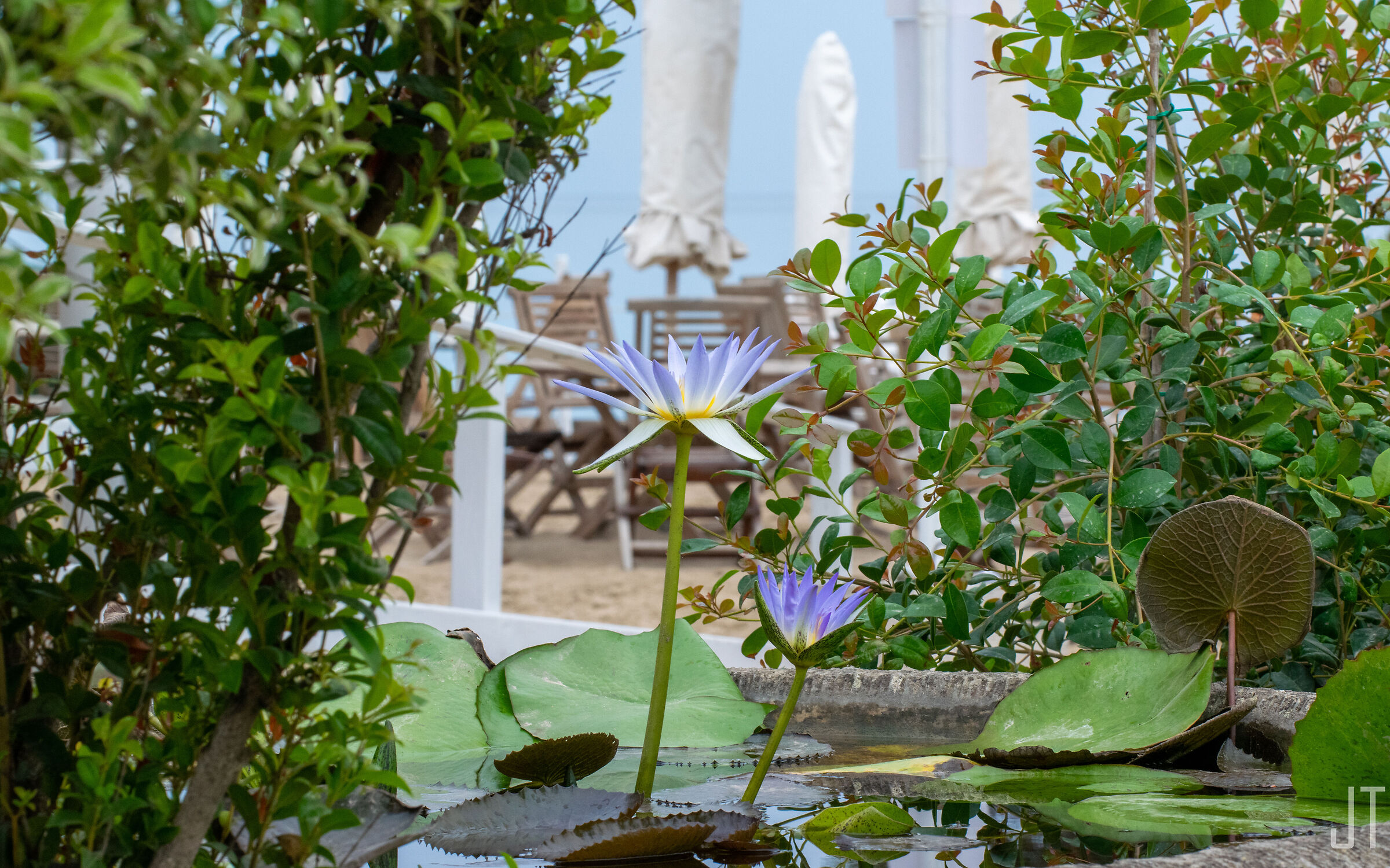 Nymphaea Contestualizzata