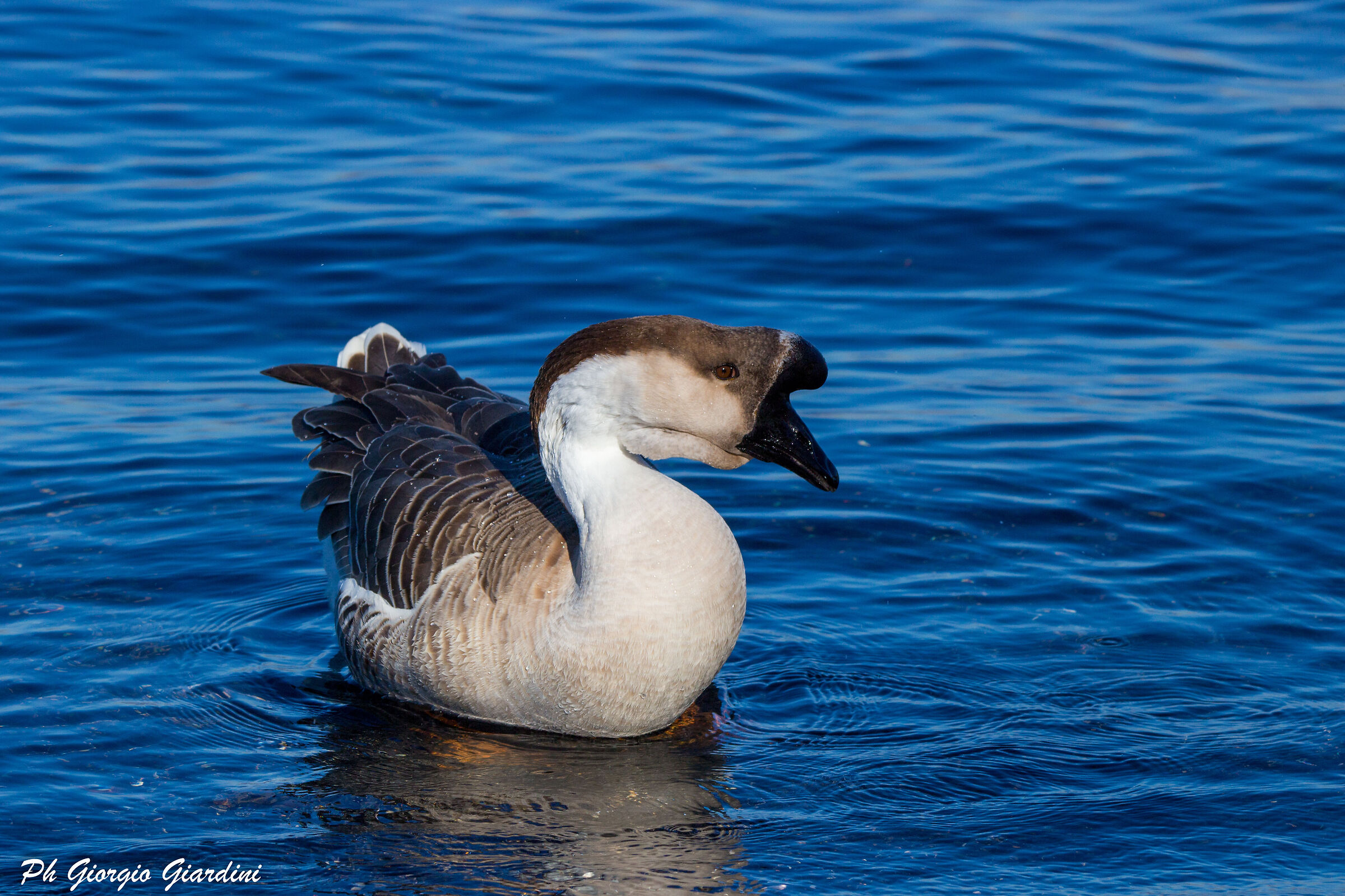 Oca cignoide (Anser cygnoides)