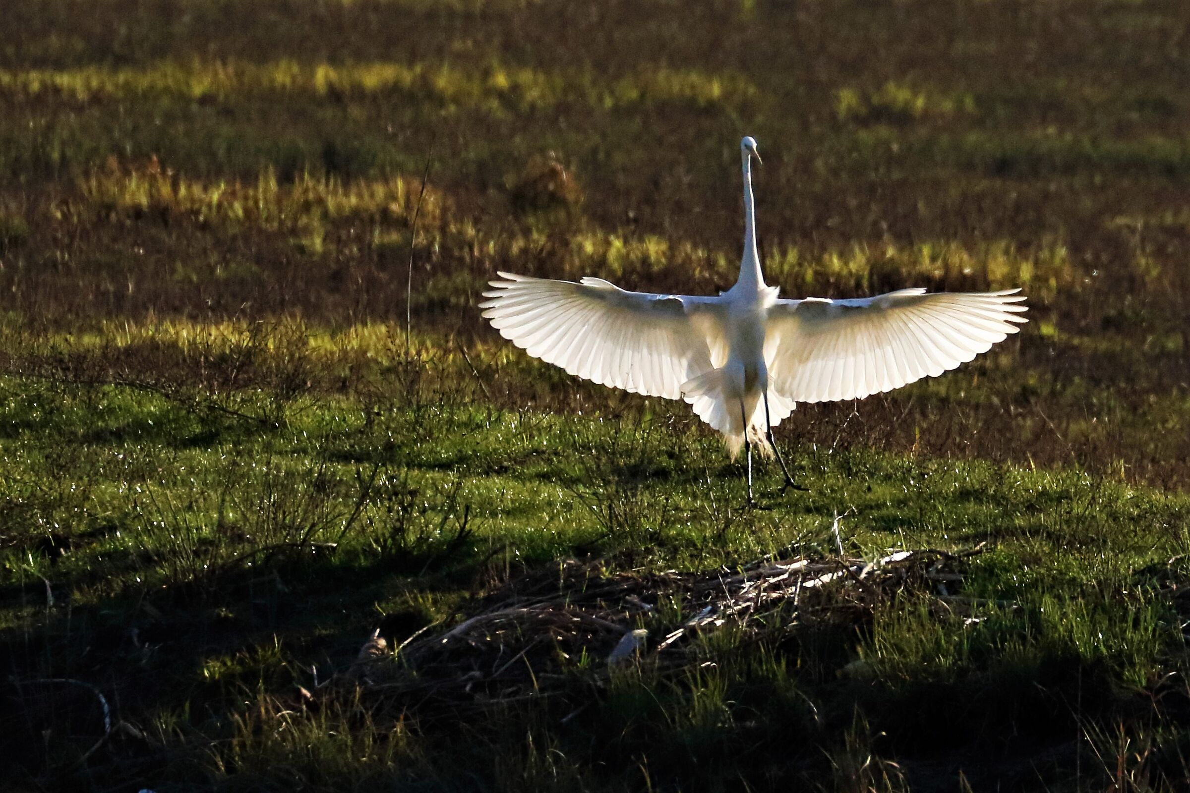 Airone bianco maggiore