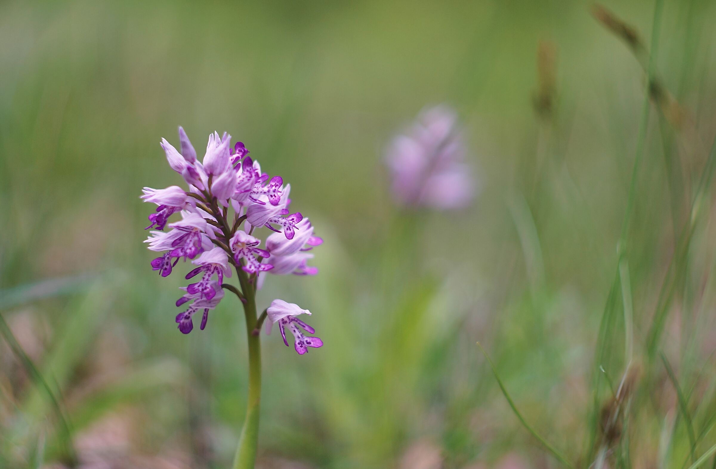Orchis militaris