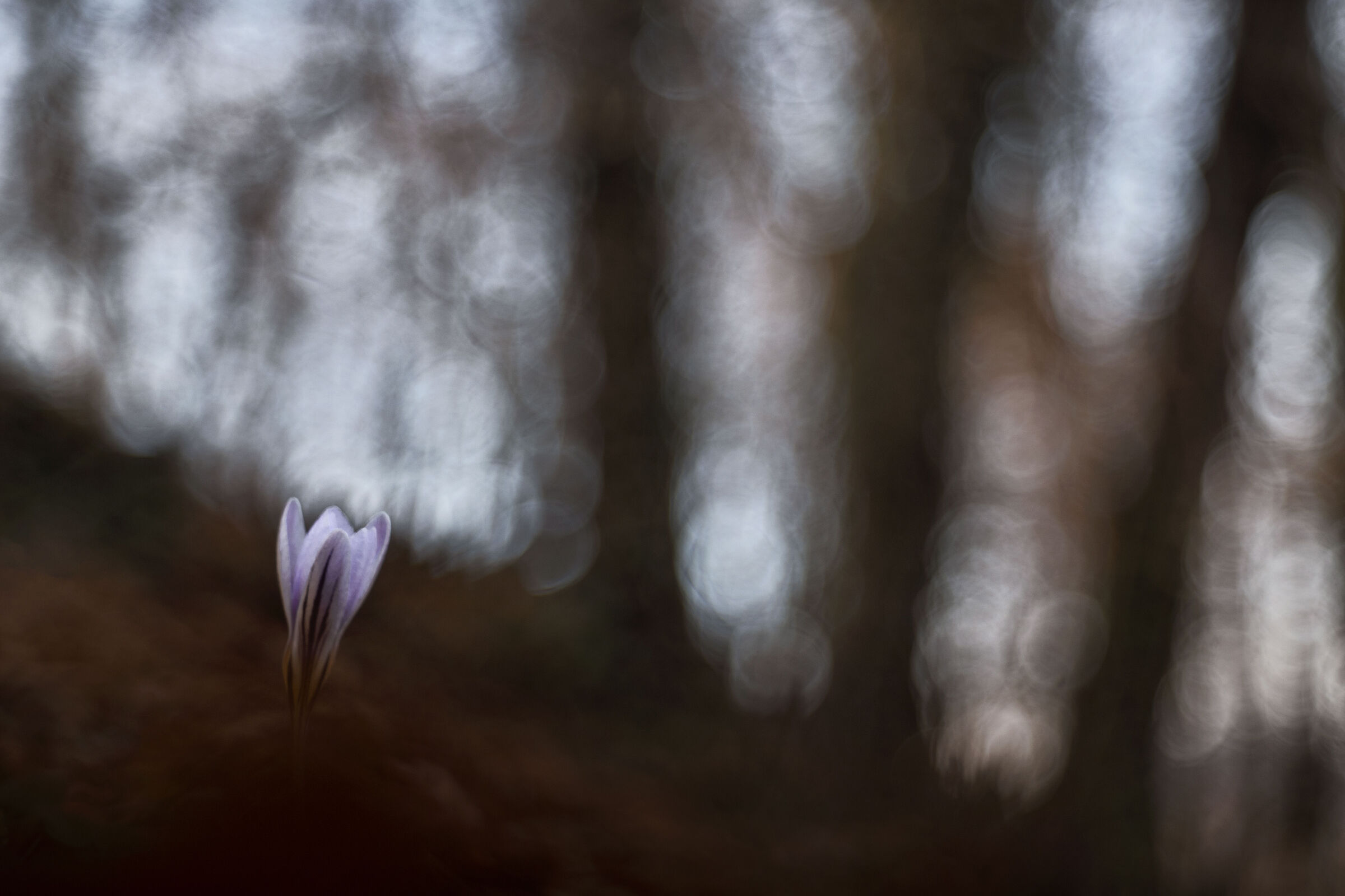 Crocus
