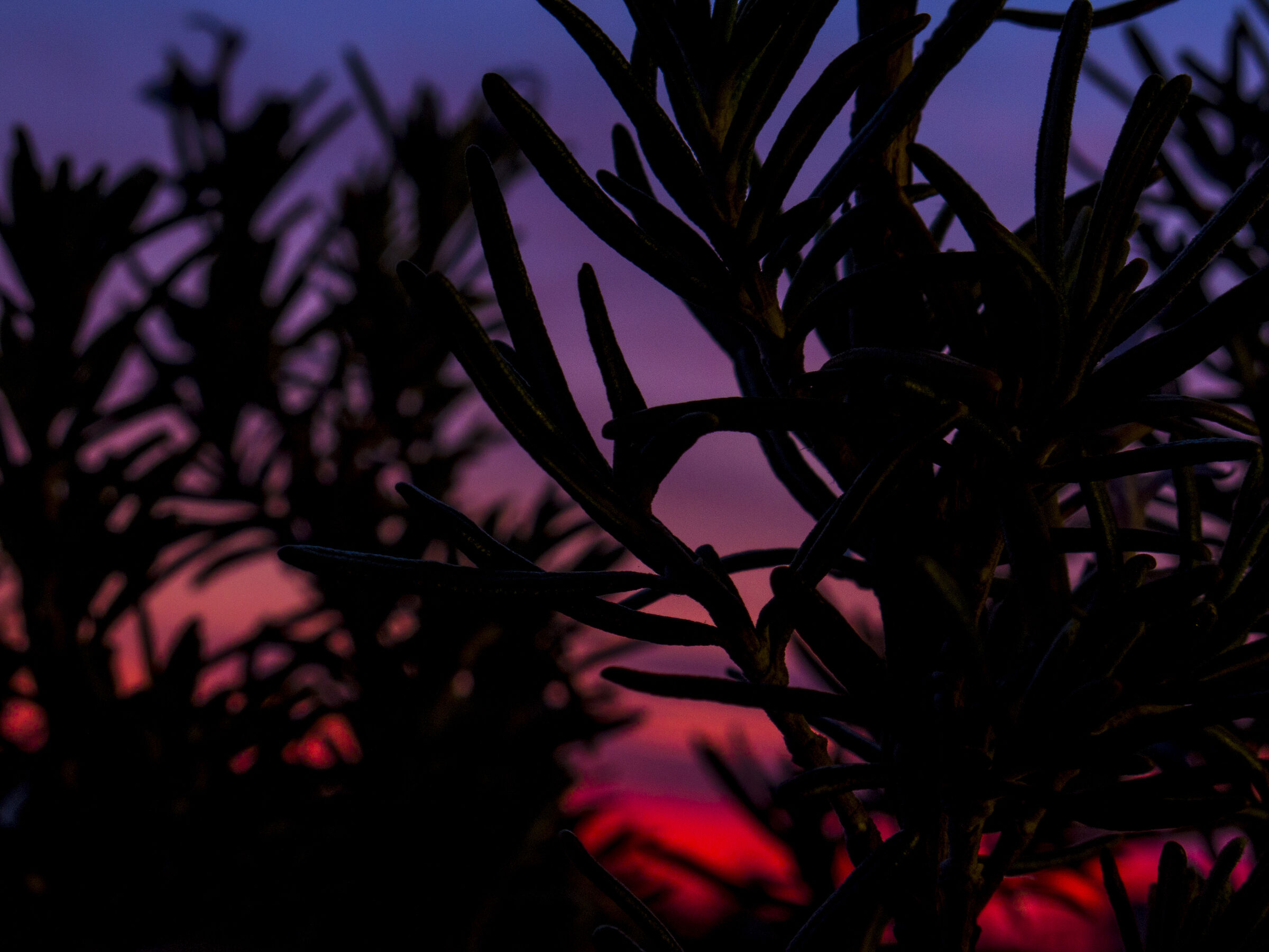 Foresta di rosmarini al tramonto