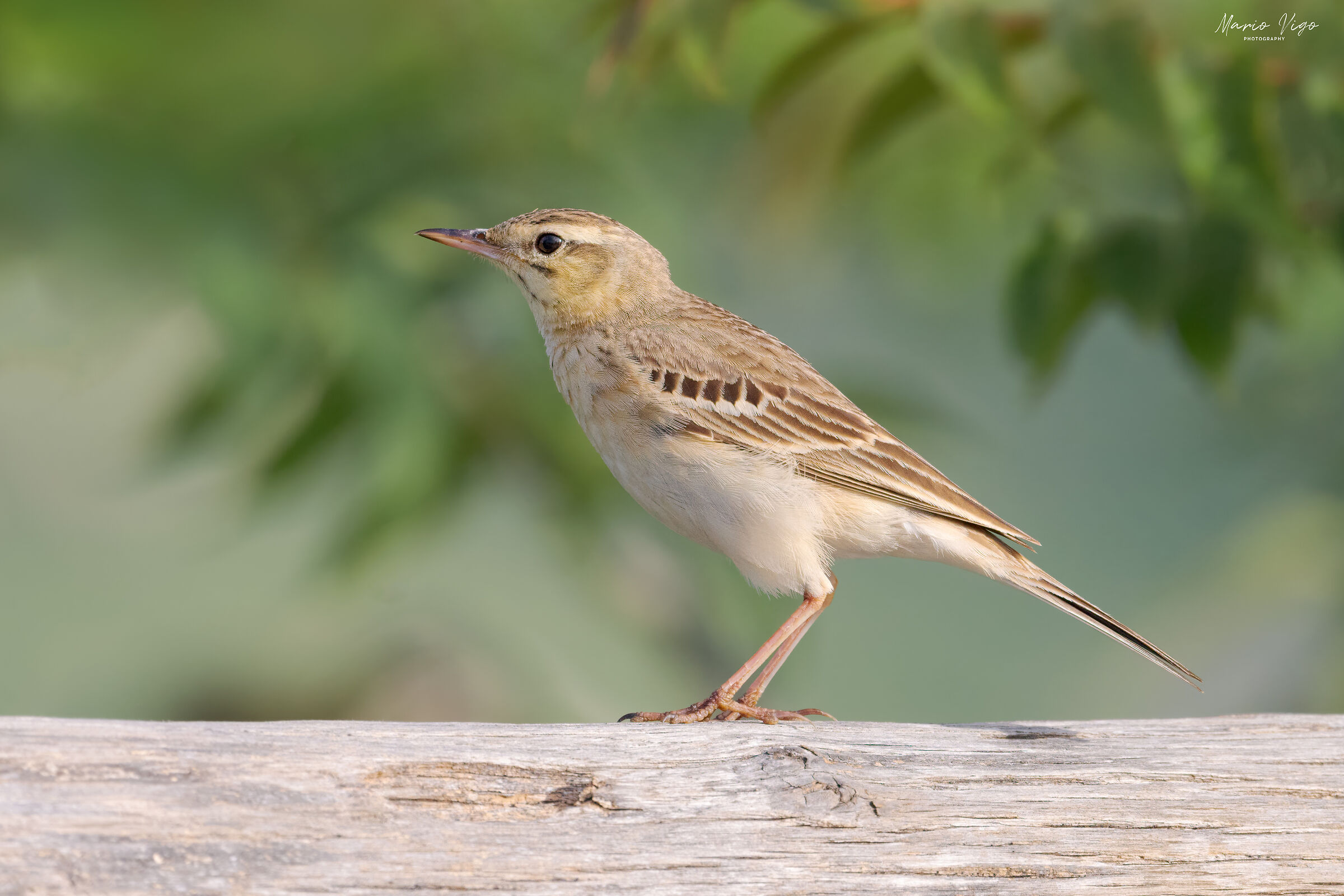 Tawny pipit