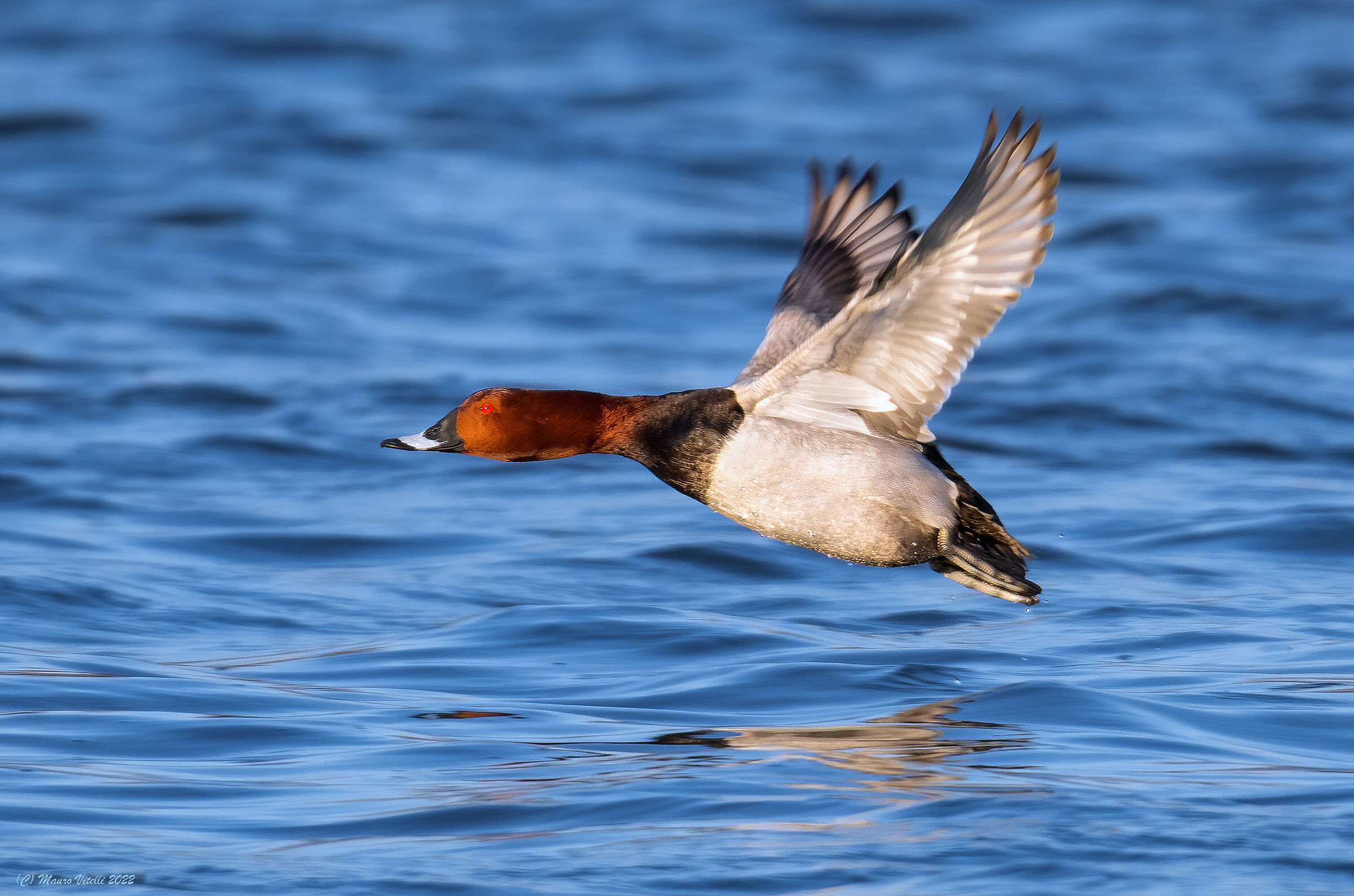 Moriglione (Aythya ferina)